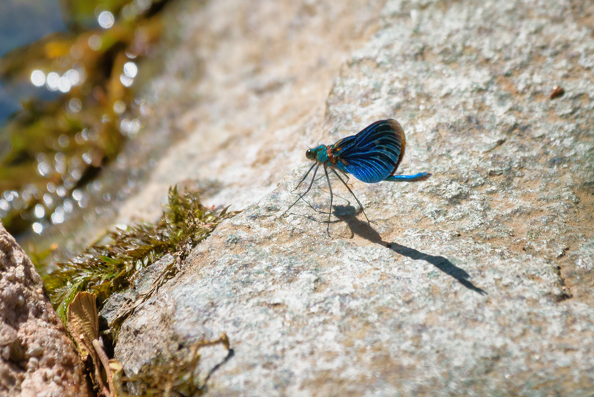 Caloptéryx vierge - Calopteryx virgo