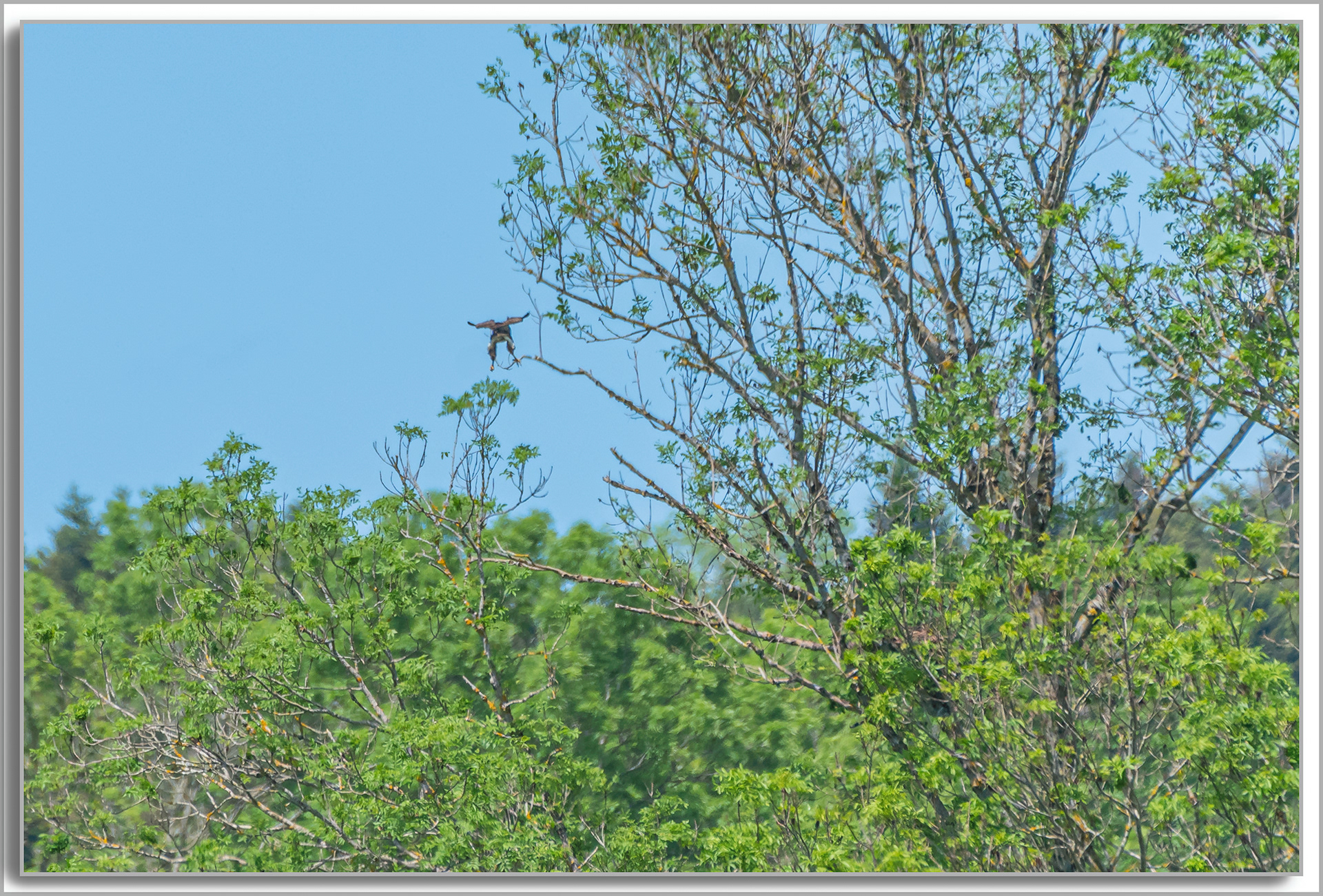Buse variable - Buteo Buteo