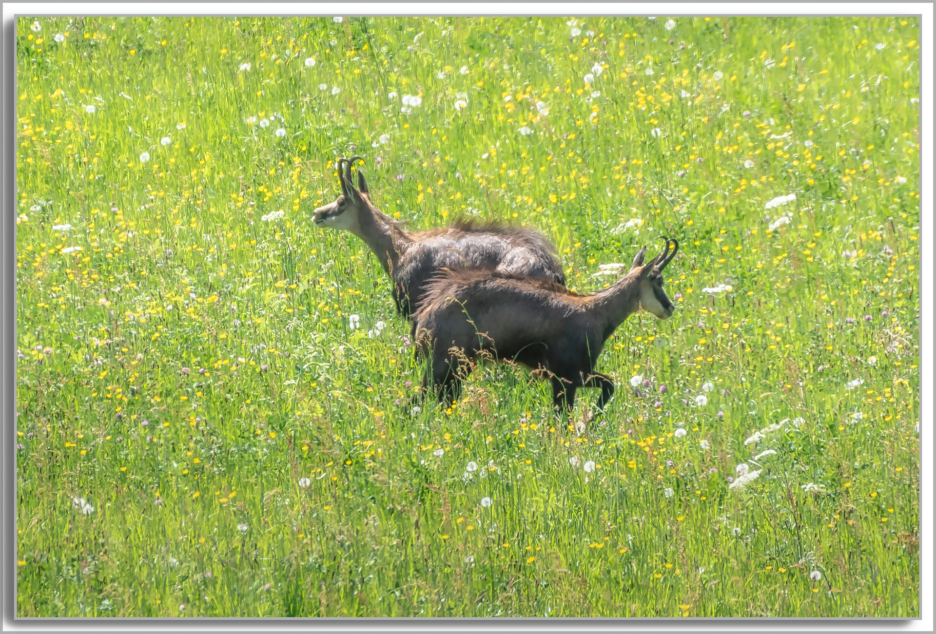 Chamois - Rupicapra rupicapra