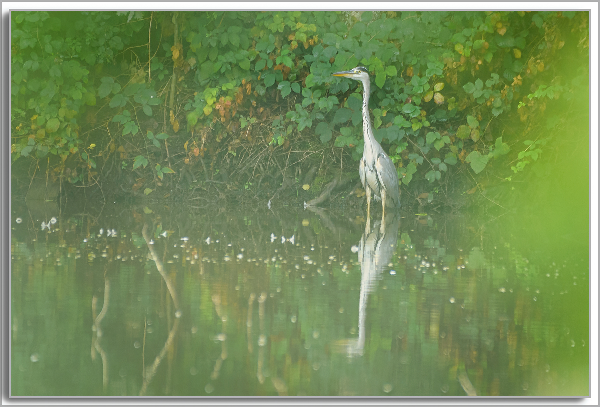Héron cendré - Ardea cinerea