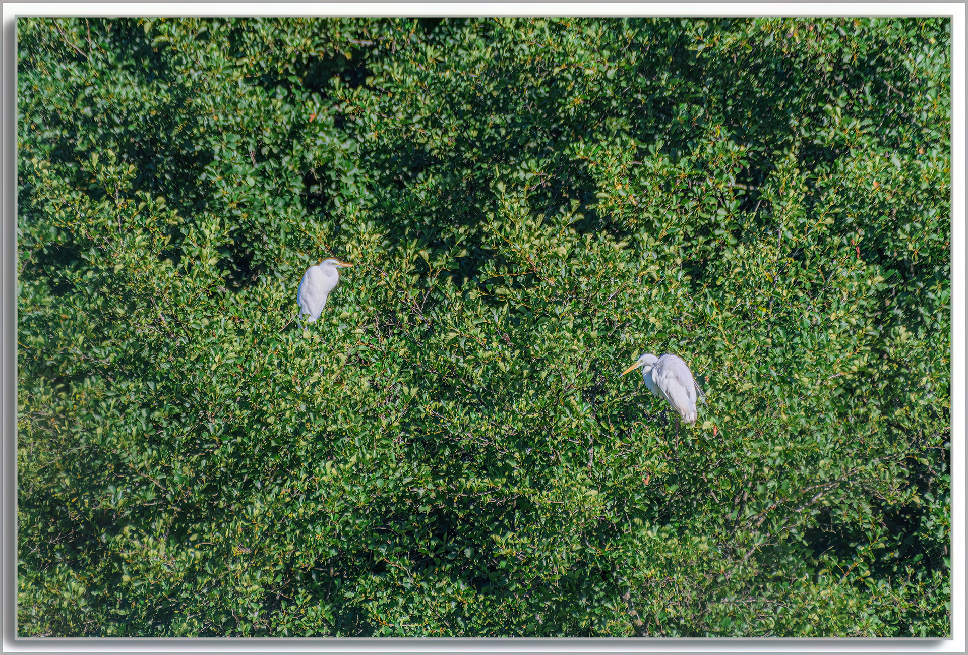 Grande Aigrette - Ardea Alba
