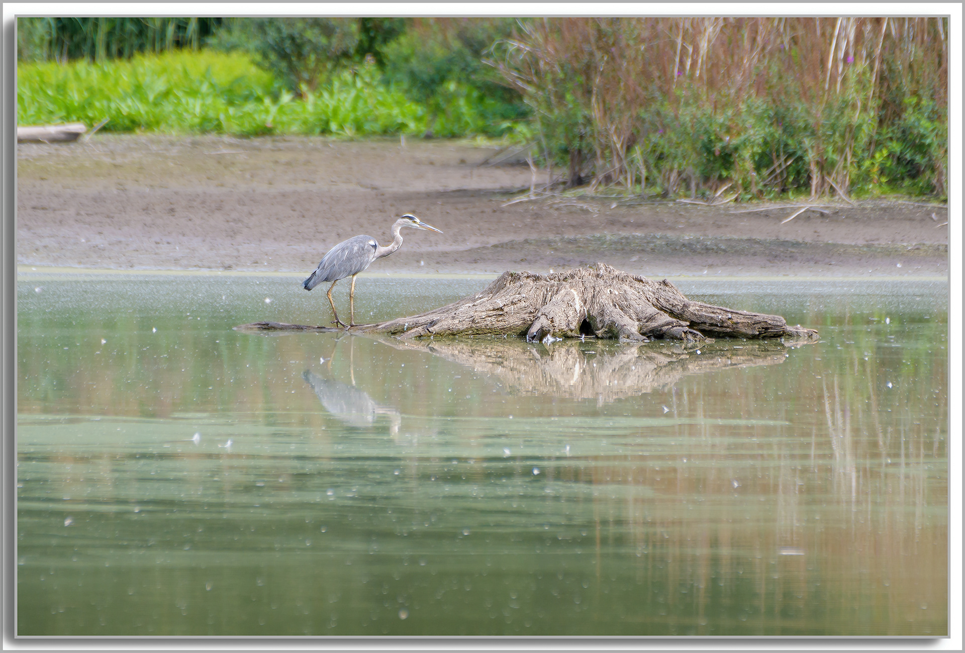 Héron cendré - Ardea Cinerea