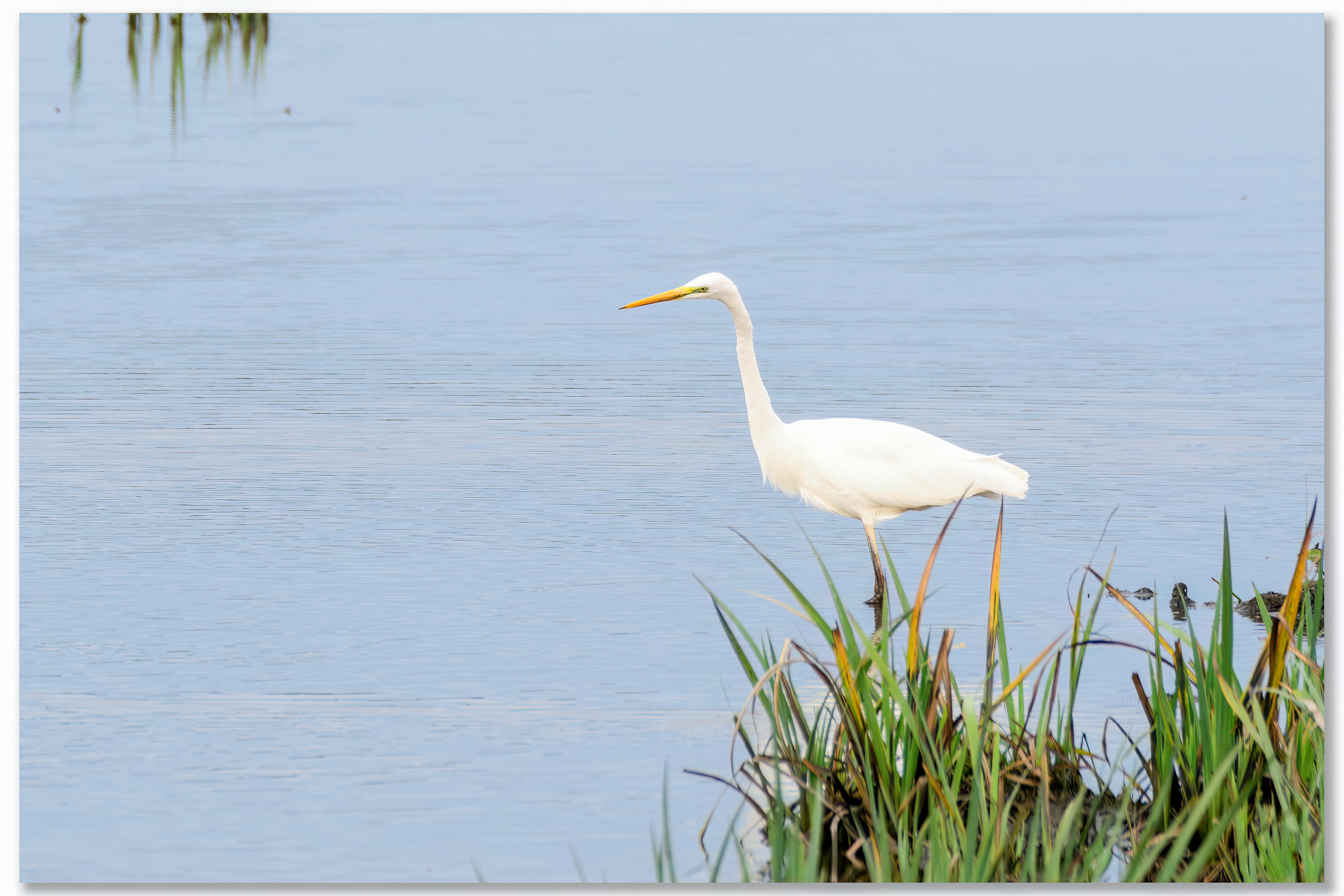Grande aigrette - Ardea alba