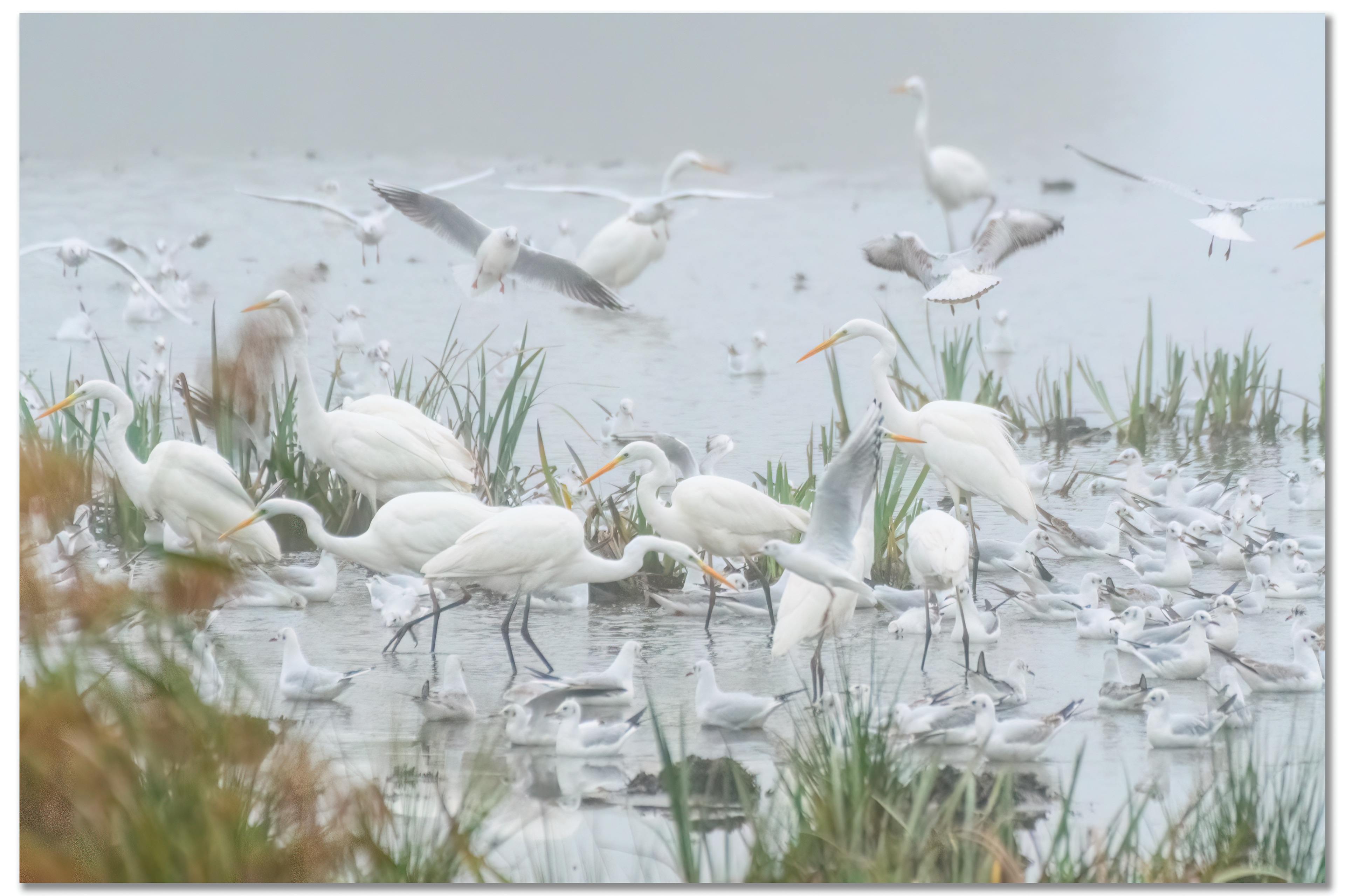 Grande Aigrette - Ardea Alba, Mouette rieuse - Chroicocephalus ridibundus