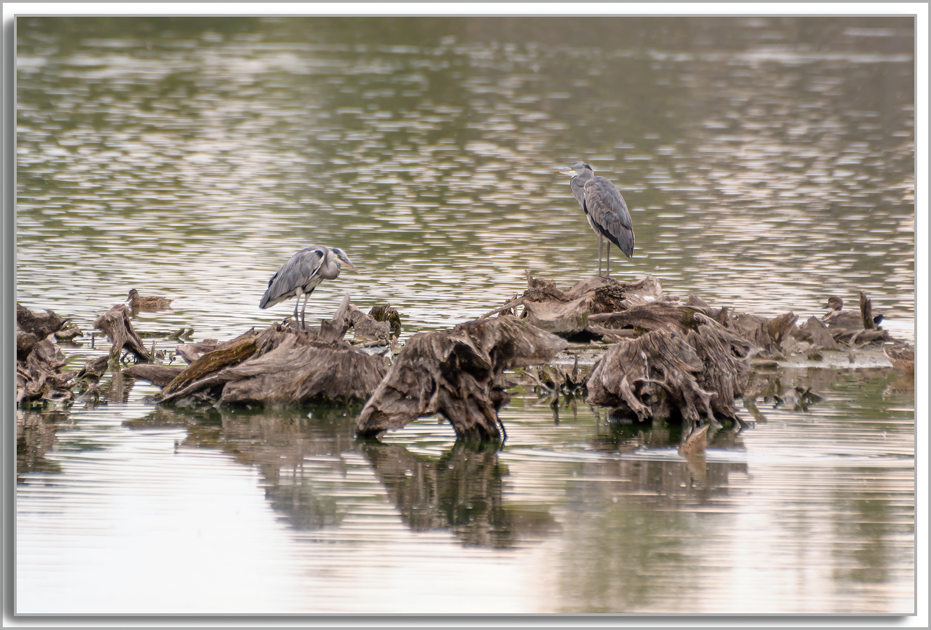 Héron cendré - Ardea Cinerea