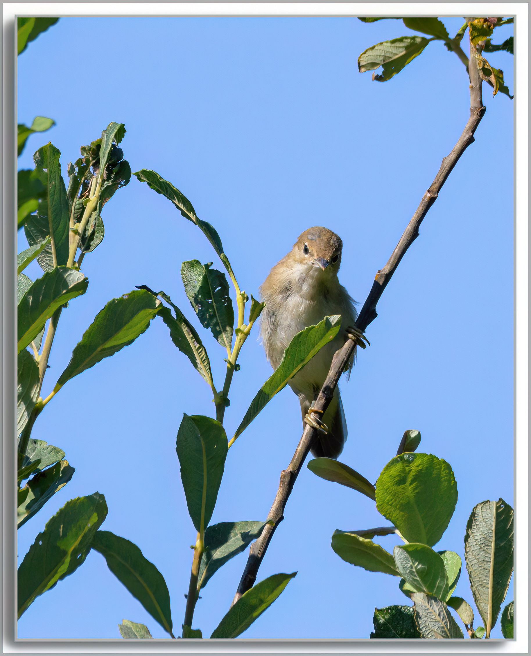 Rousserolle effarvatte - Acrocephalus scirpaceus