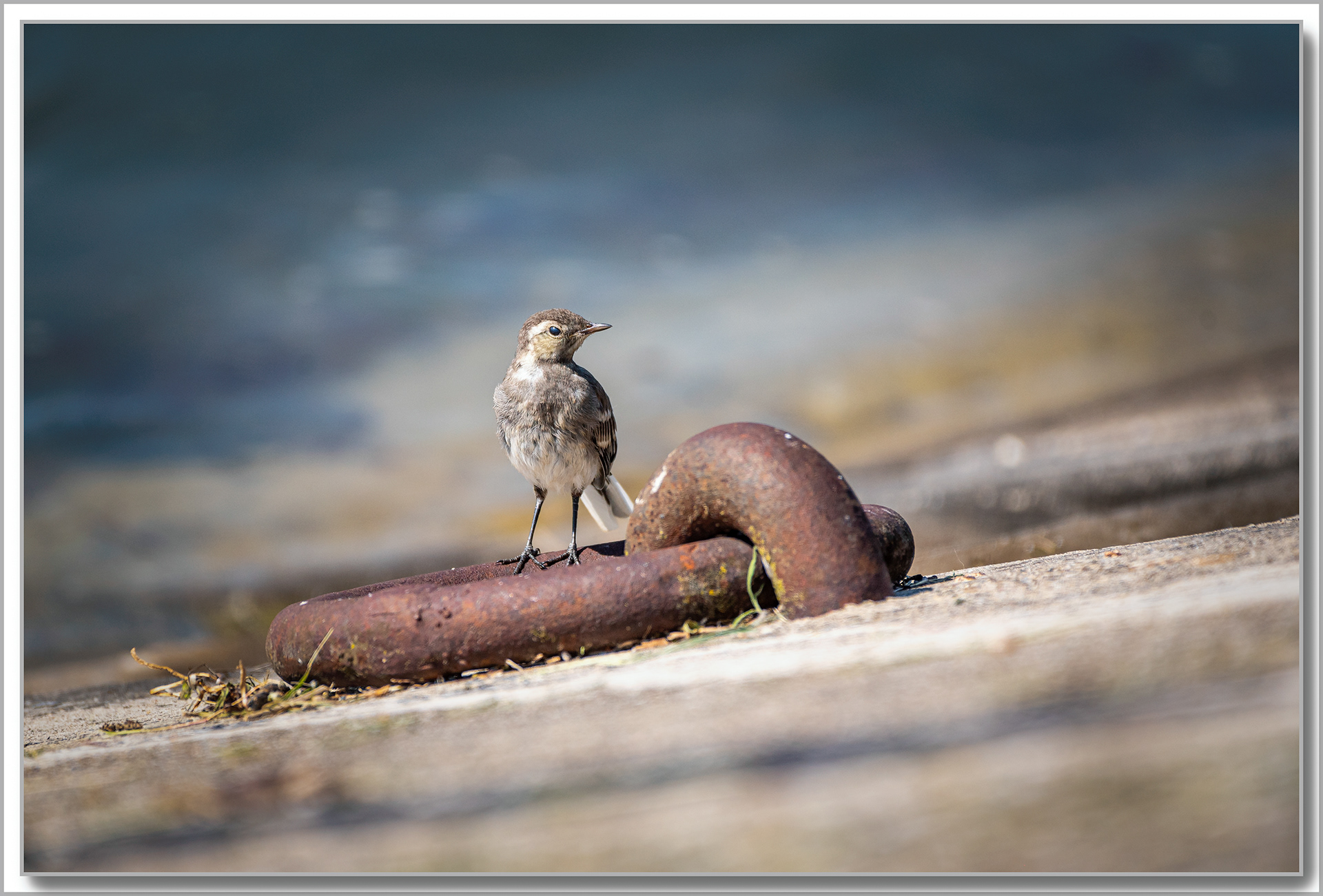 Bergeronnette grise - Motacilla alba
