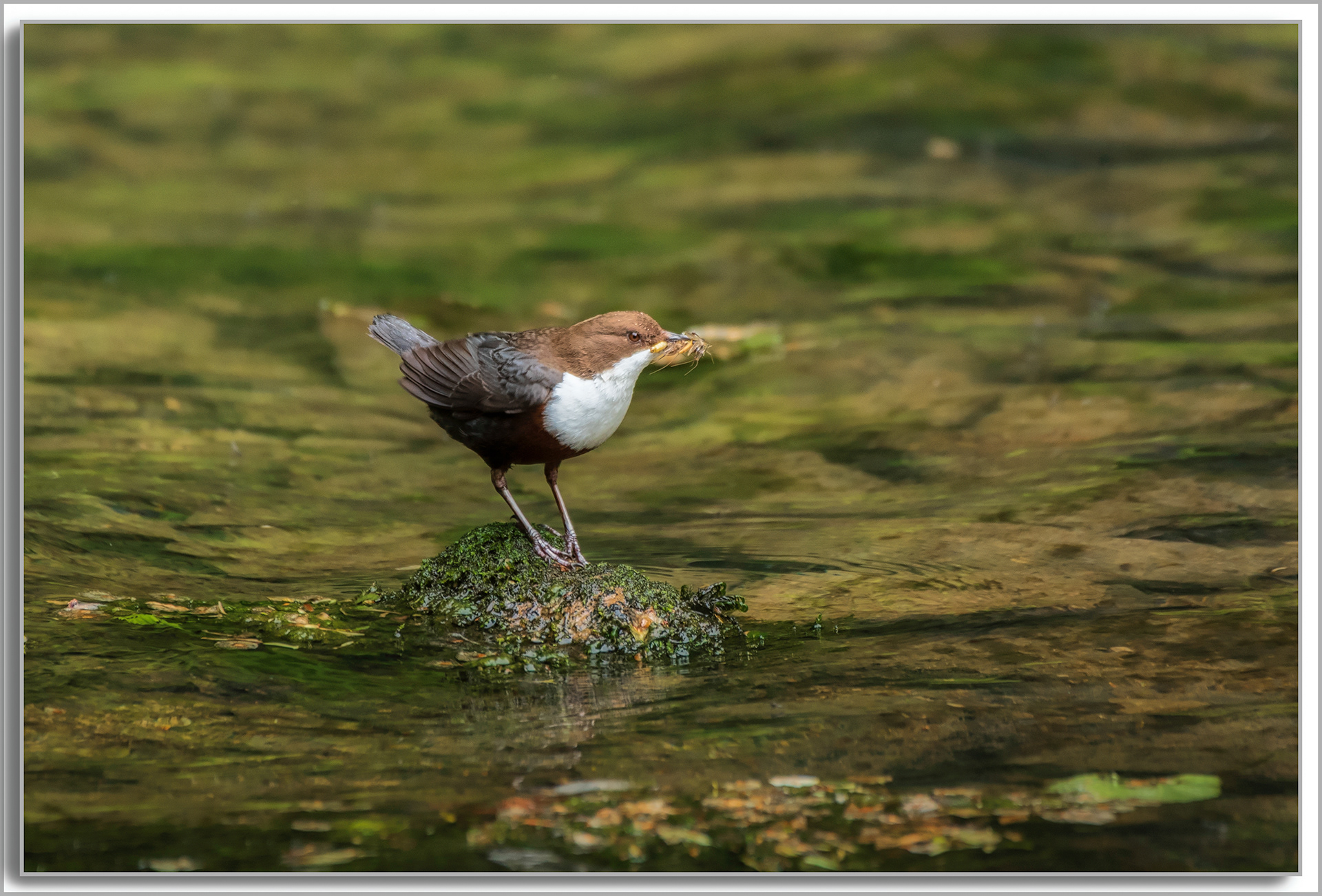 Cincle plongeur - Cinclus cinclus