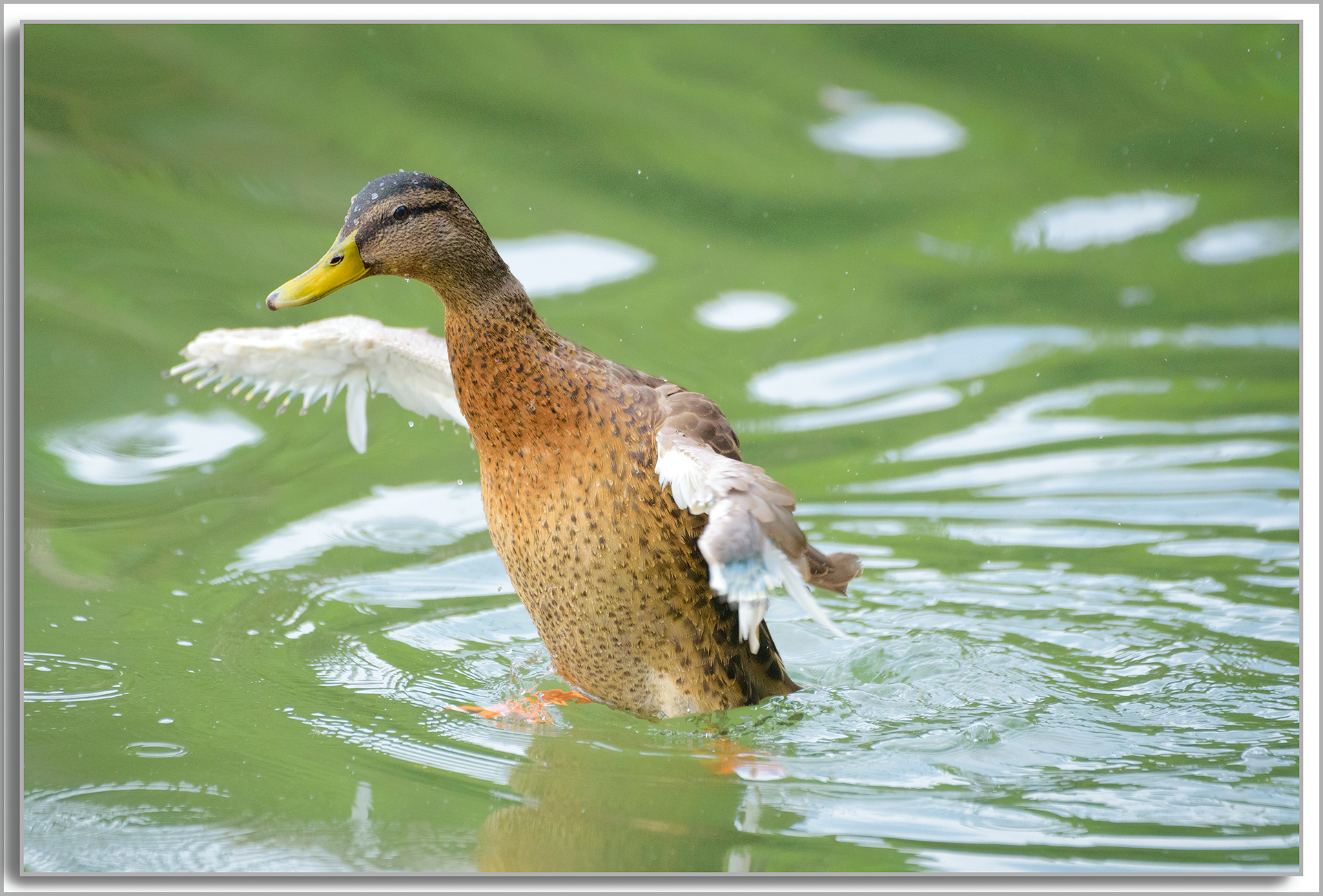 Canard Colvert - Anas platyrhynchos