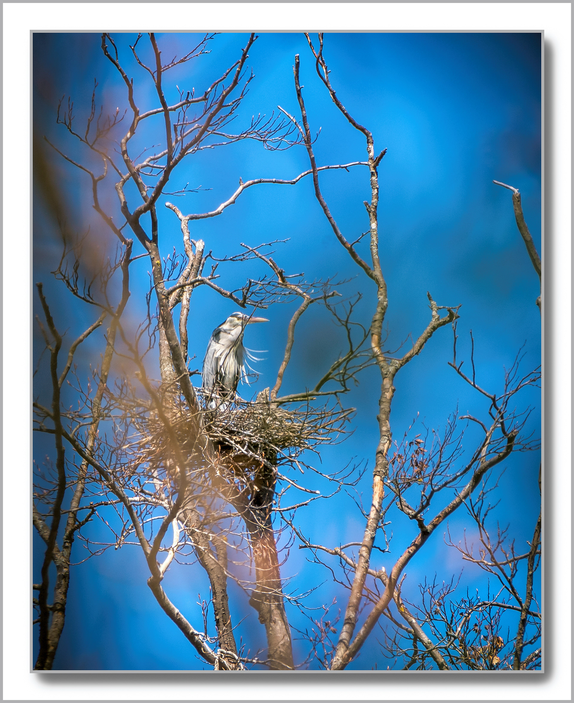 Héron cendré - Ardea Cinerea