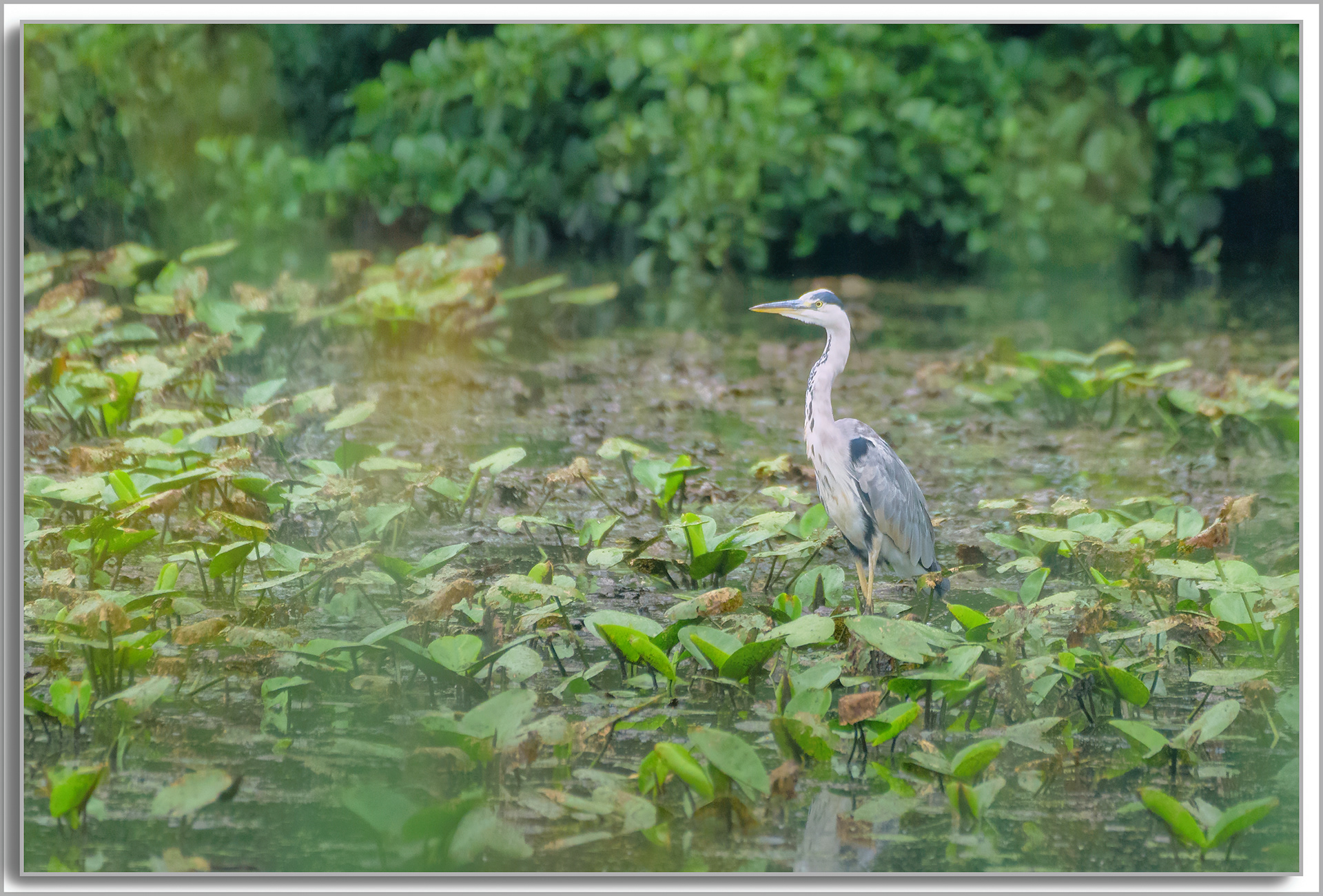 Héron cendré - Ardea Cinerea
