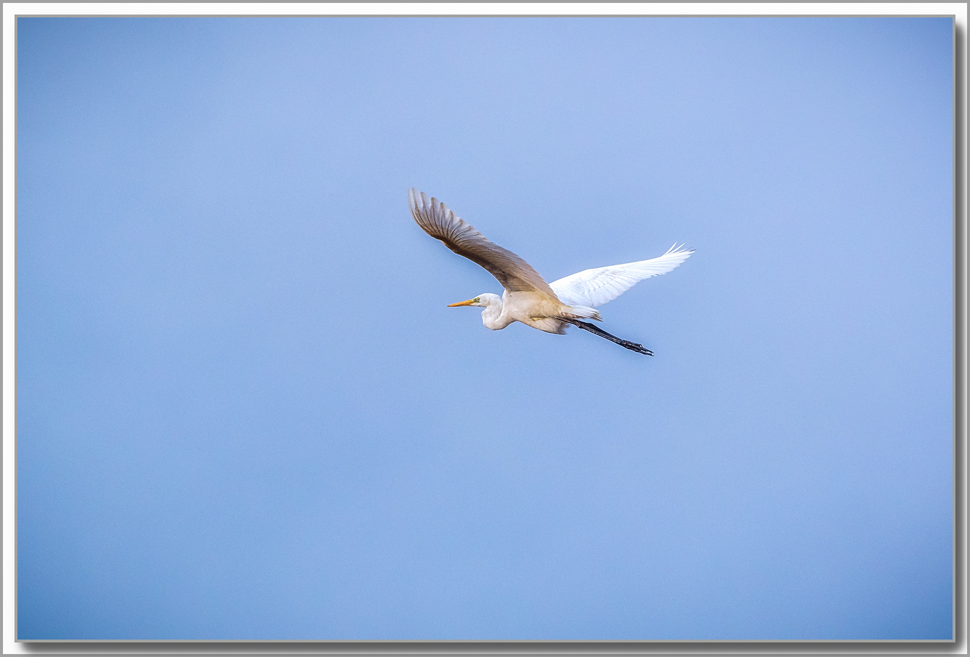 Grande Aigrette - Ardea Alba