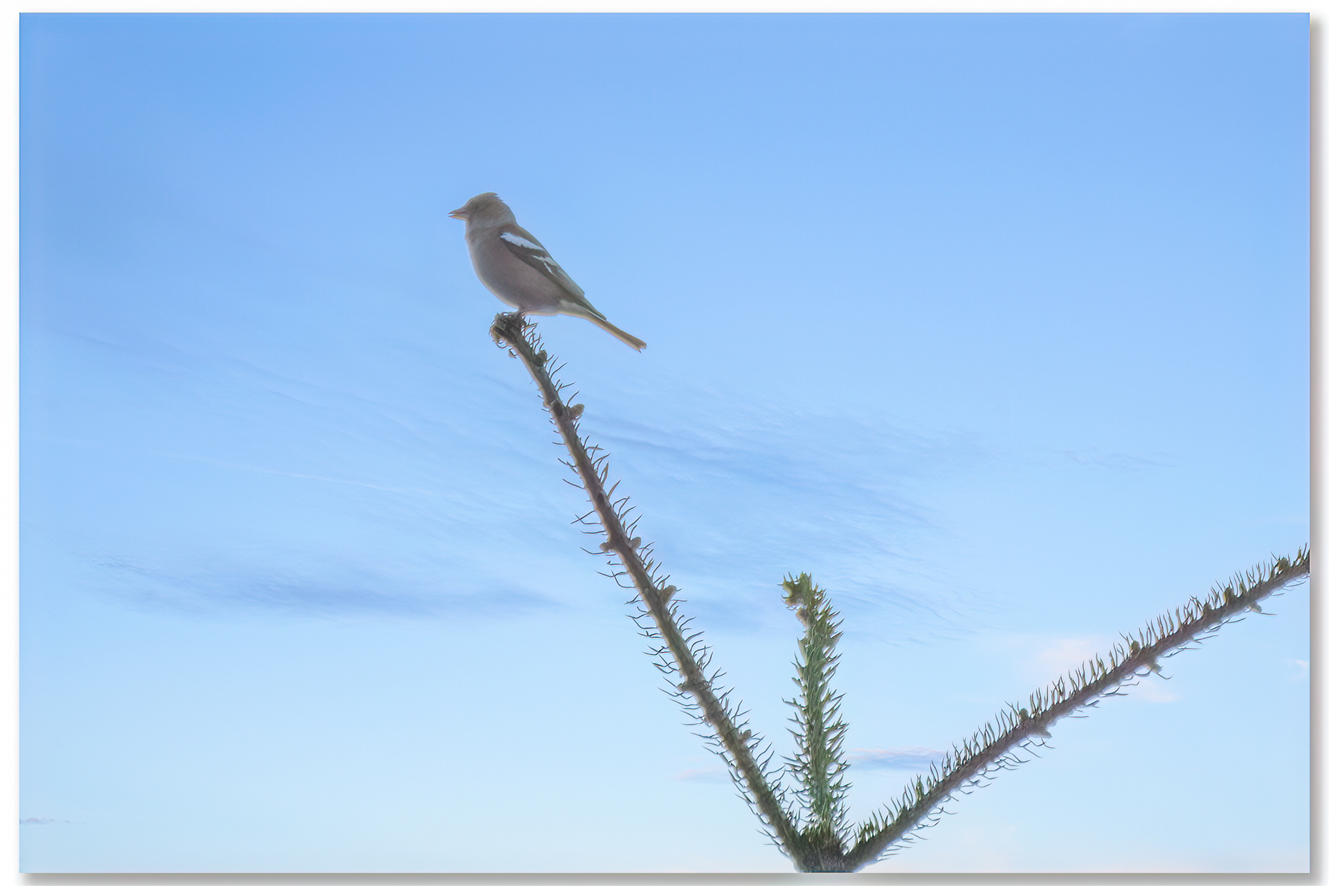 Pinson des arbres - Fringilla Coelebs