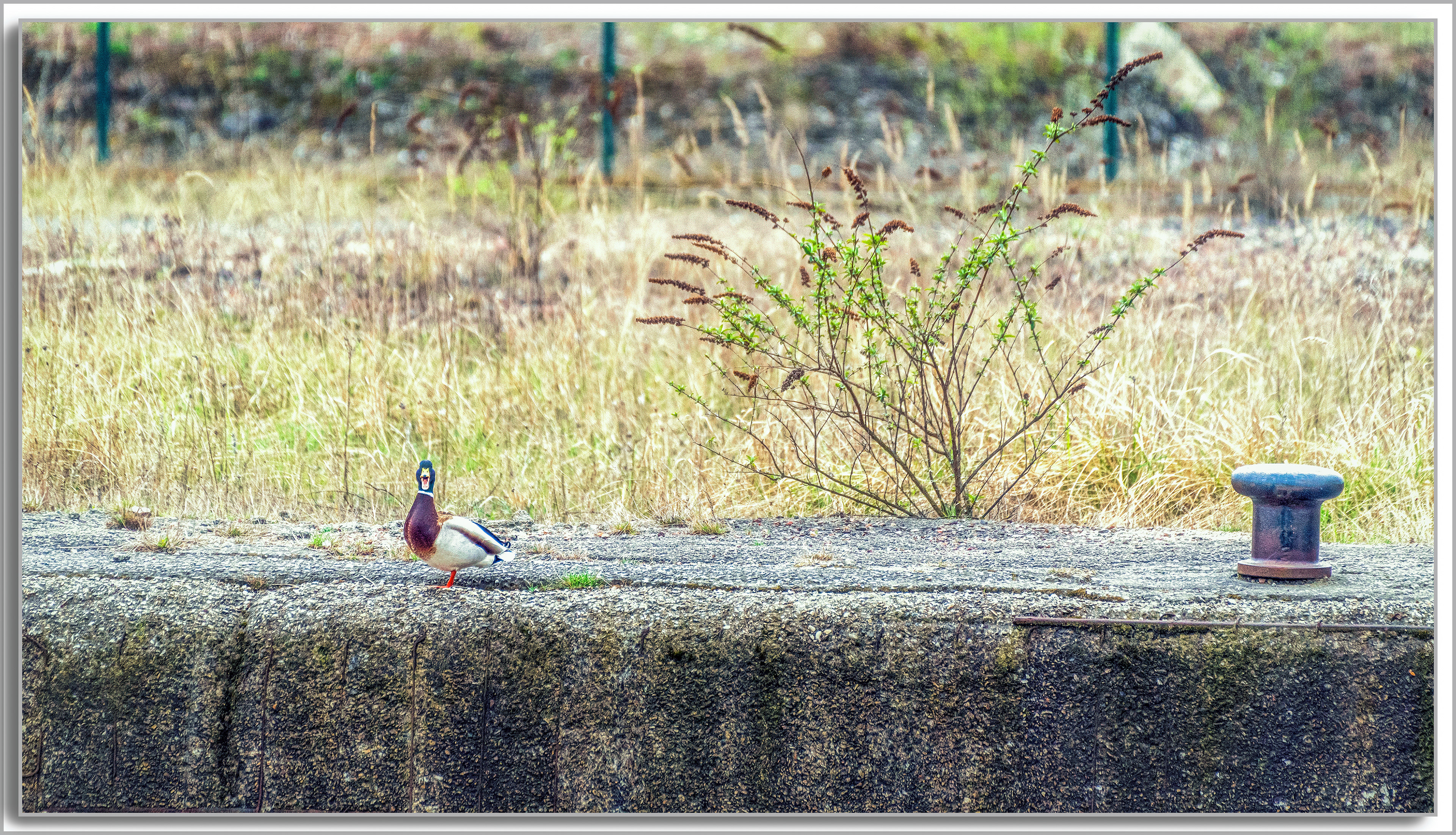 Canard Colvert - Anas platyrhynchos