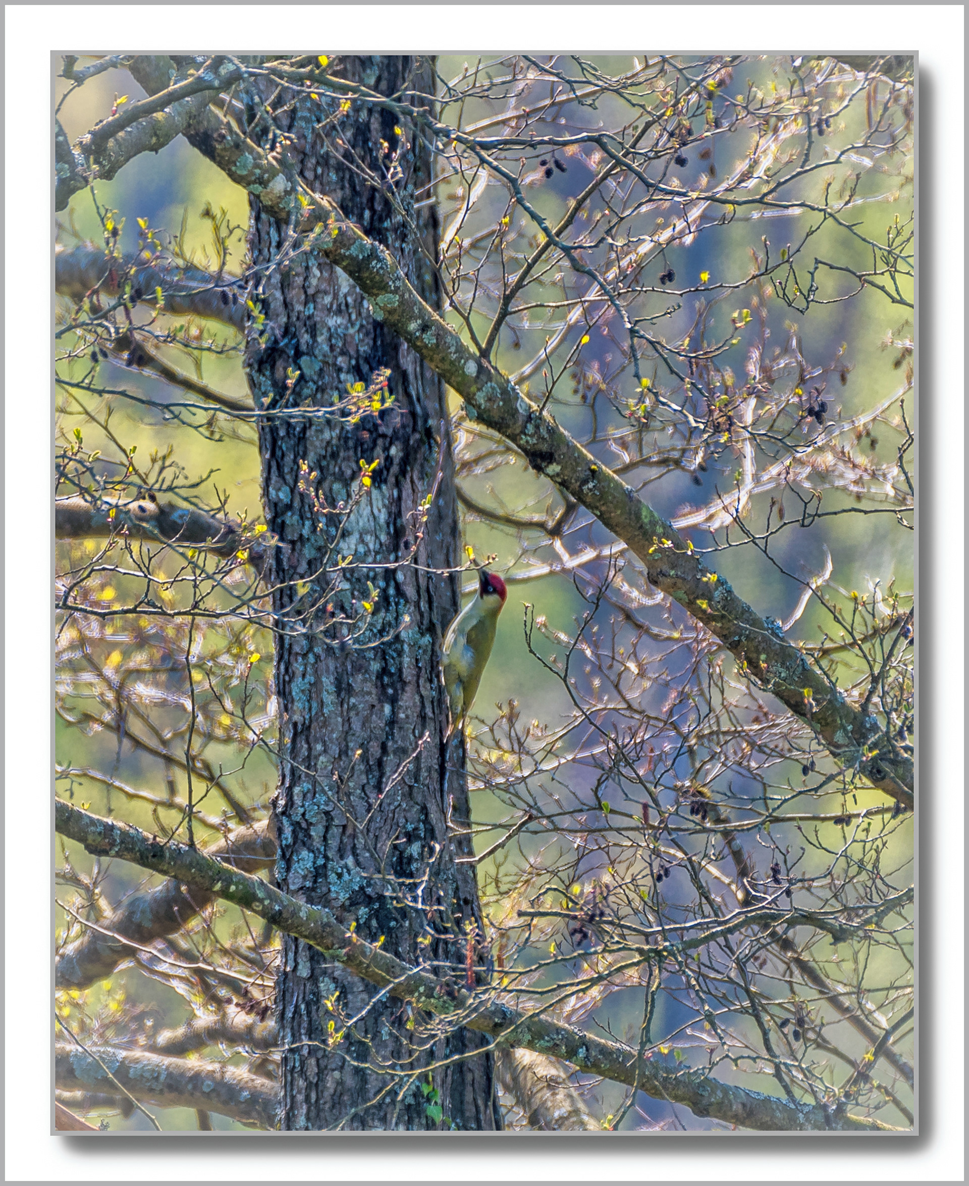 Pic vert - Picus viridis