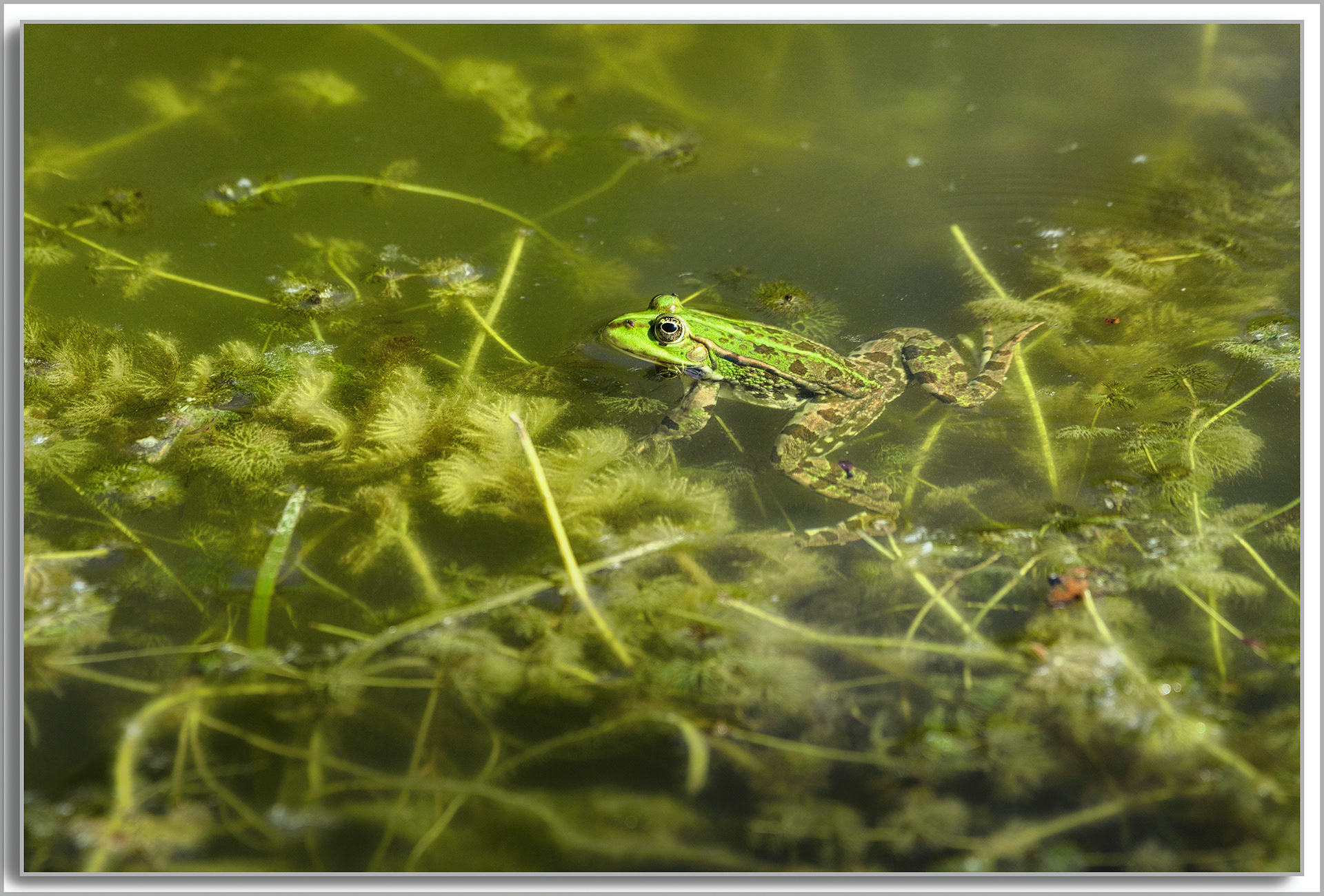 Grenouille comestible - Pelophylax kl. esculentus