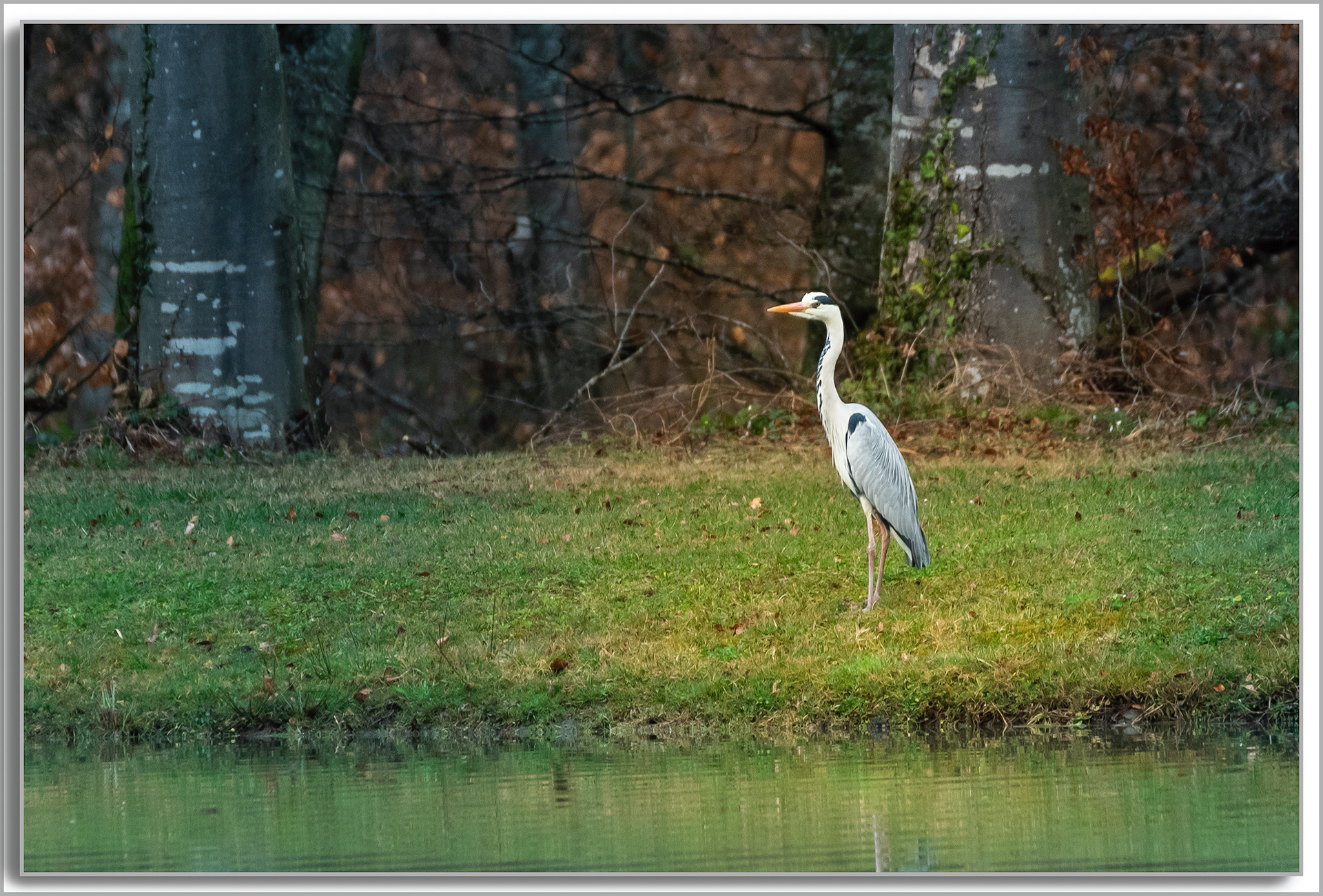 Héron cendré - Ardea Cinerea