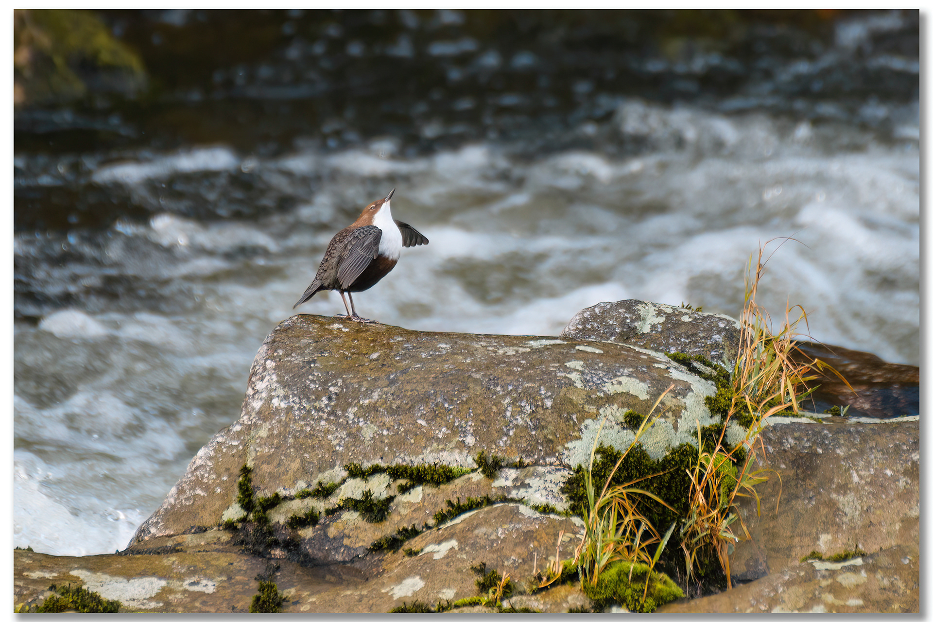 Cincle plongeur - Cinclus cinclus