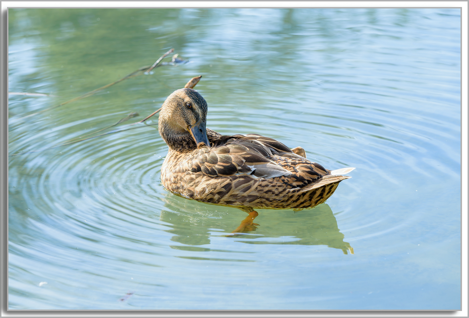 Canard Colvert - Anas platyrhynchos