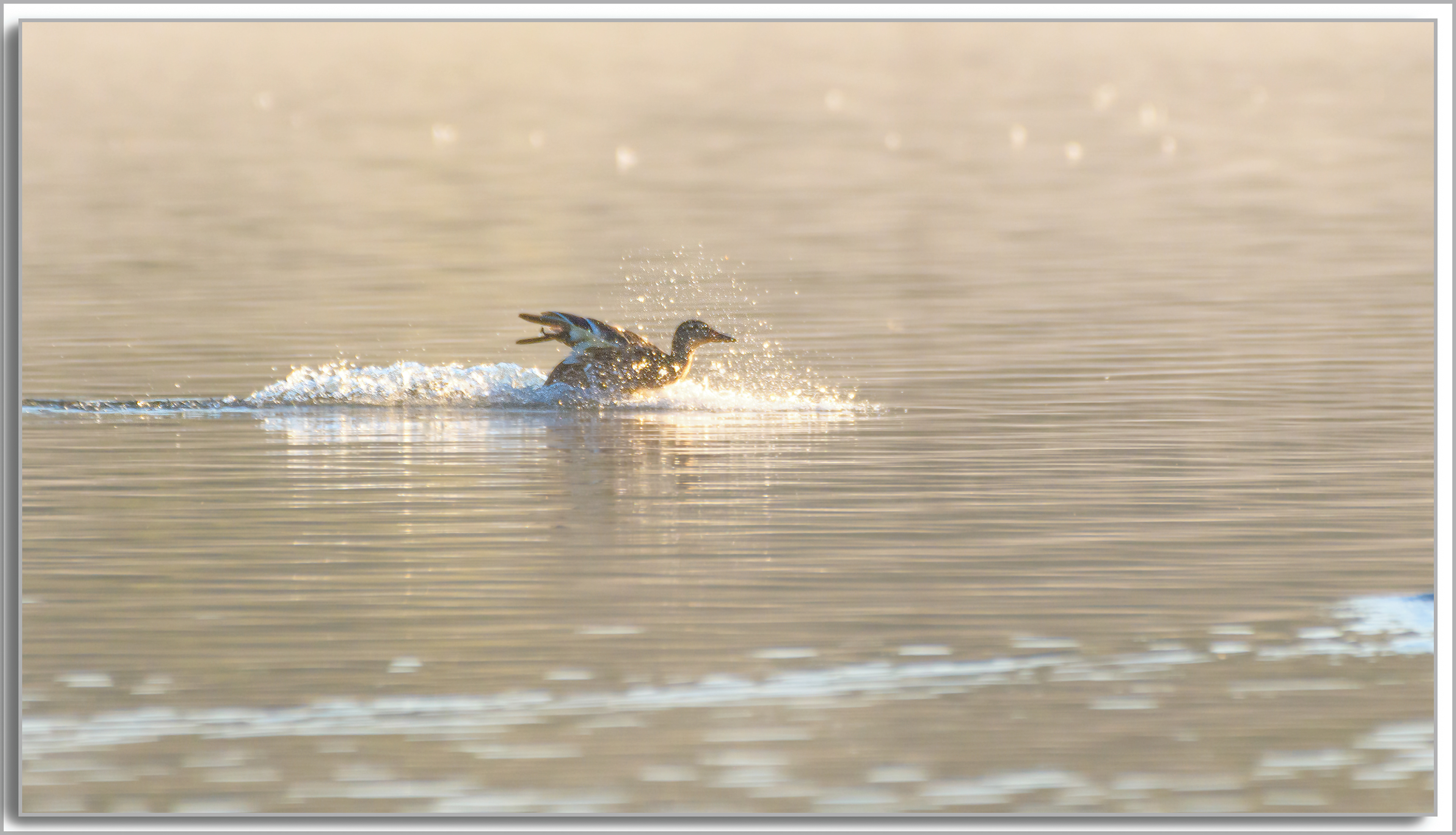 Canard Colvert - Anas platyrhynchos