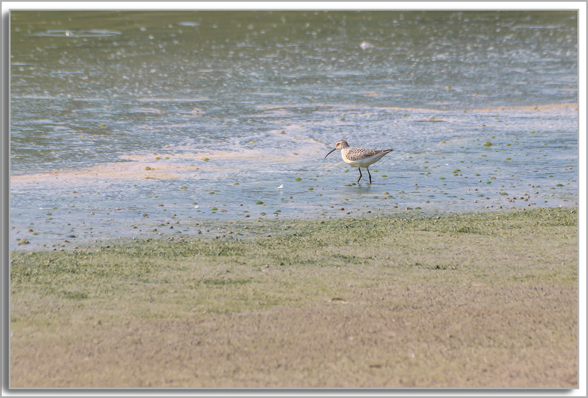 Bécasseau cocorli - Calidris ferruginea
