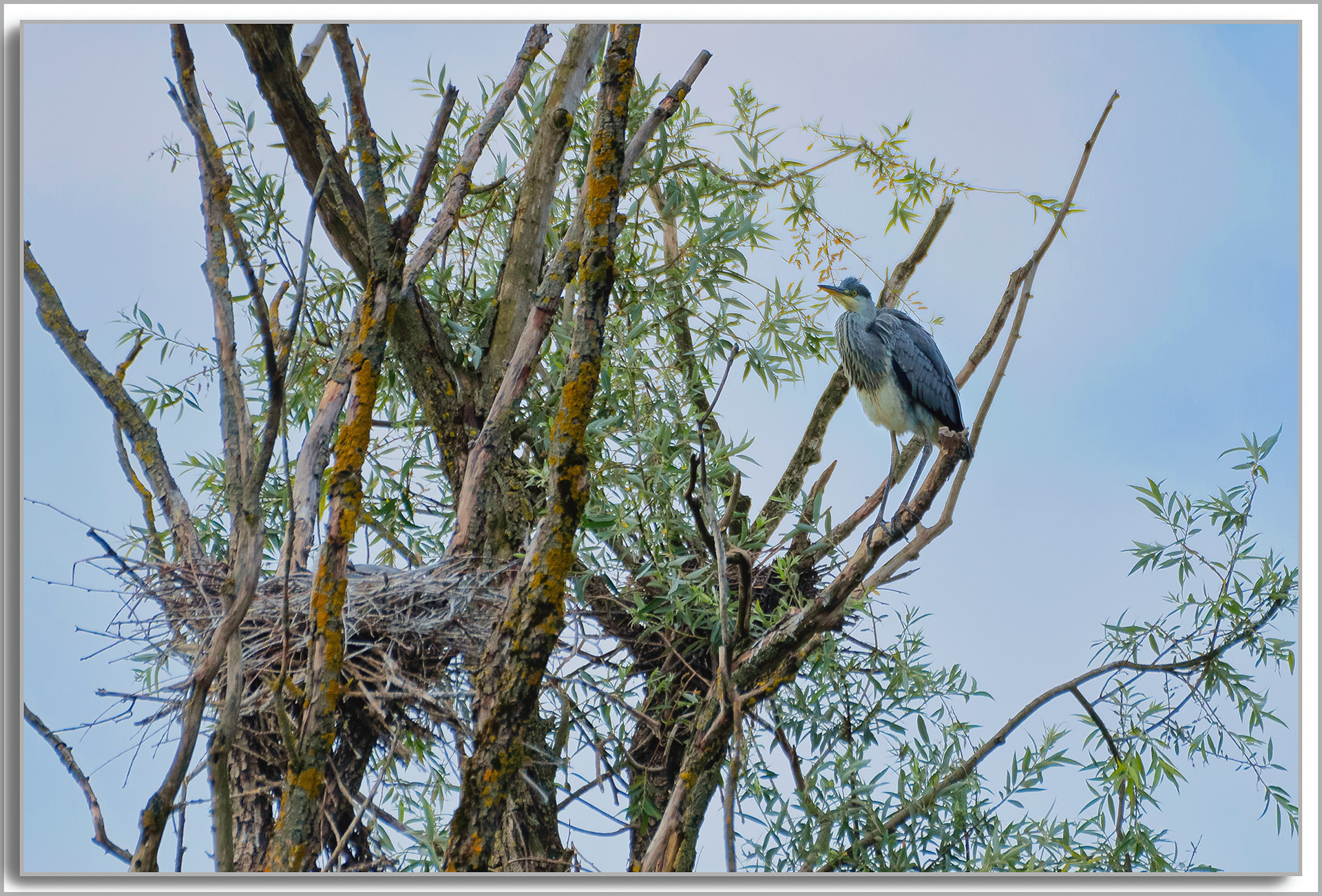 Héron cendré - Ardea Cinerea