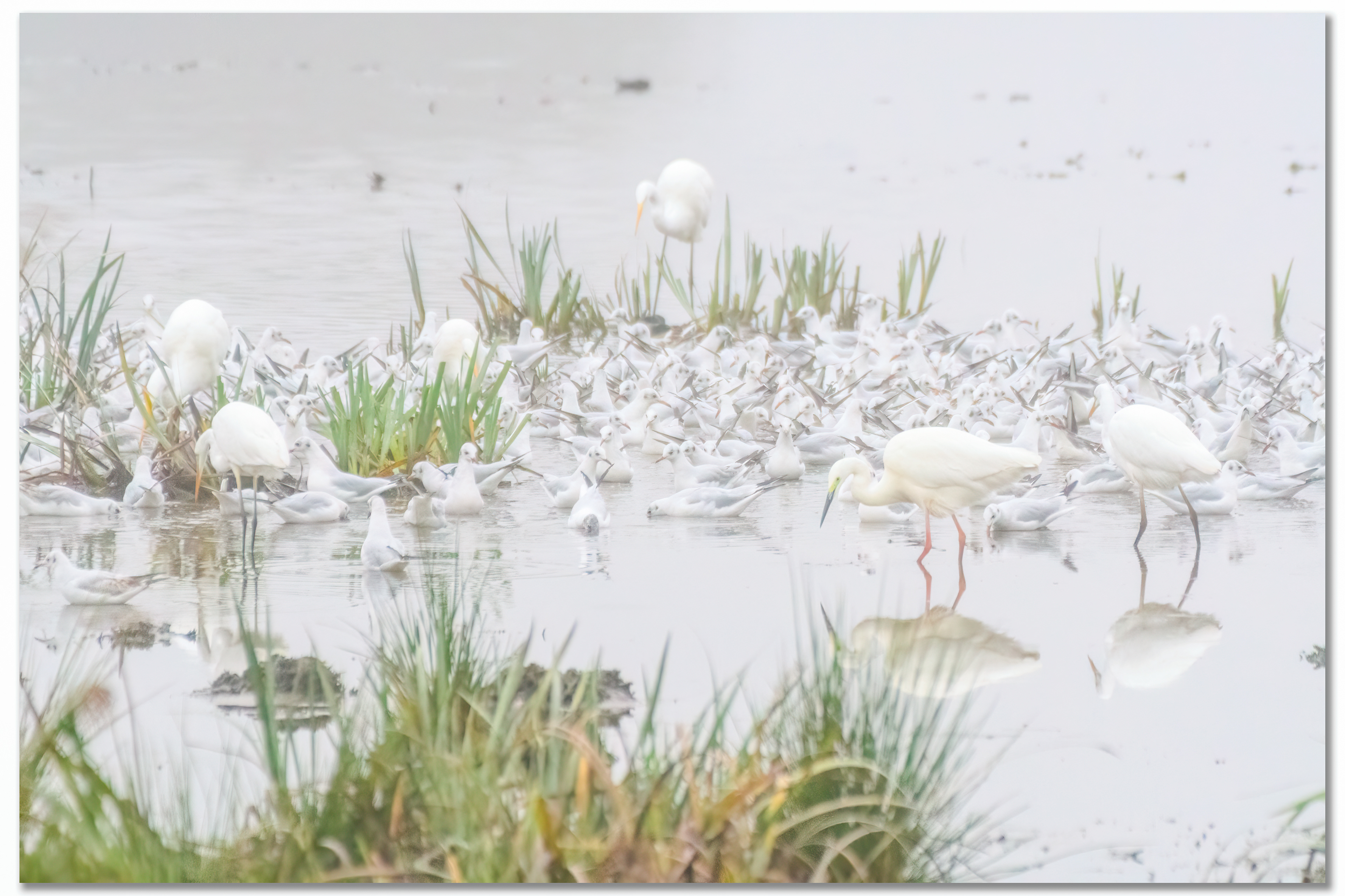 Grande Aigrette - Ardea Alba, Mouette rieuse - Chroicocephalus ridibundus