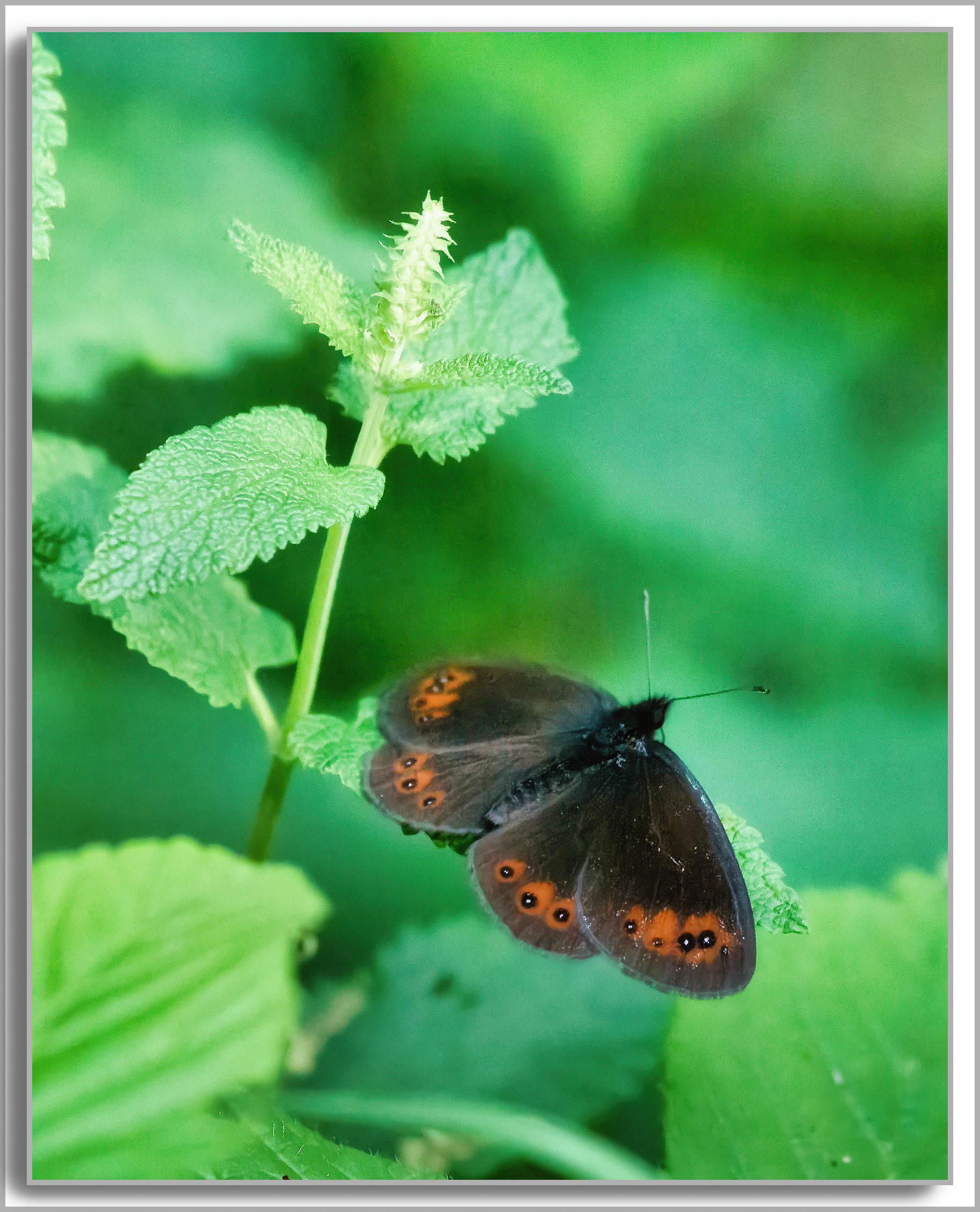 Moiré blanc-fascié - Erebia ligea