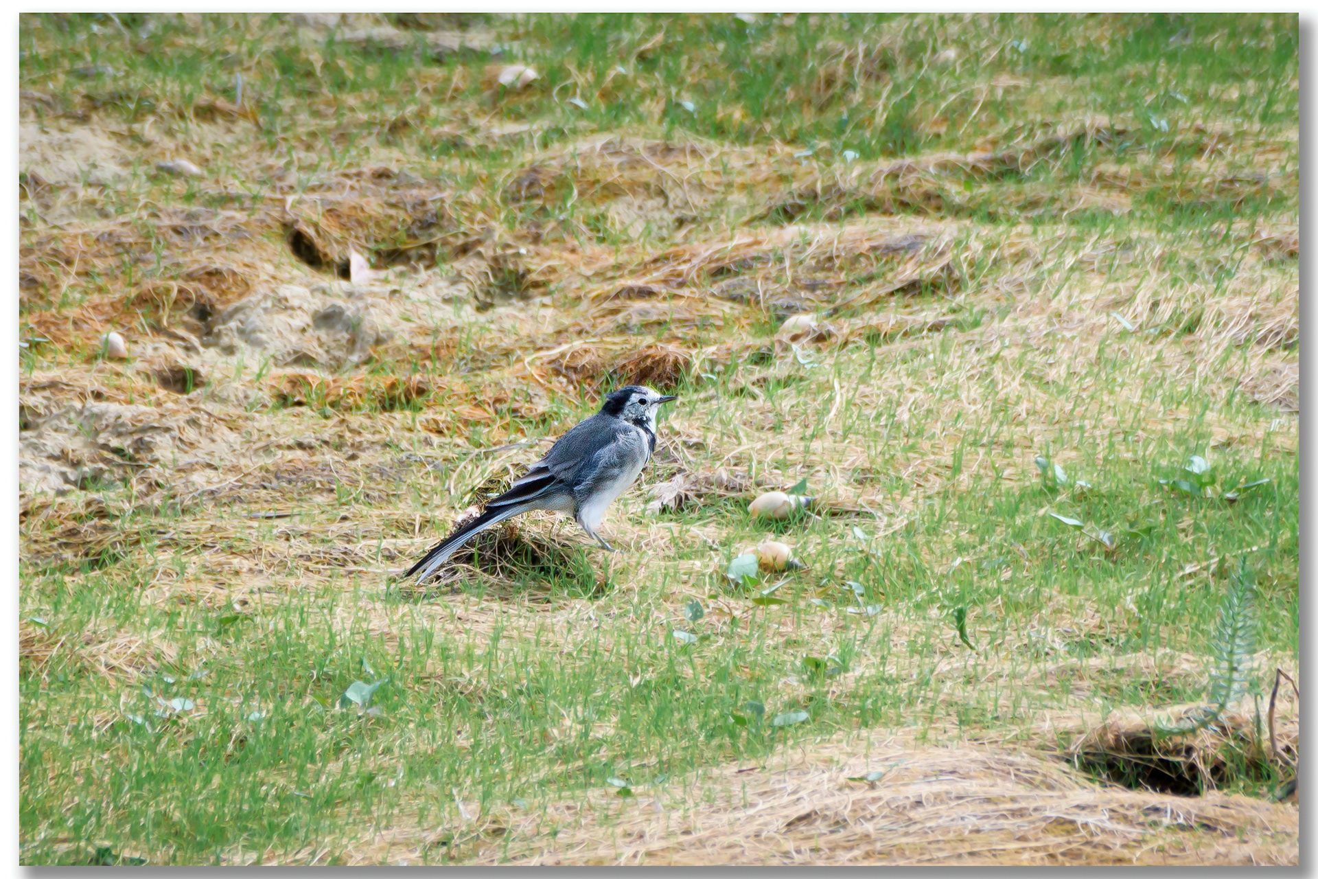 Bergeronnette grise - Motacilla alba