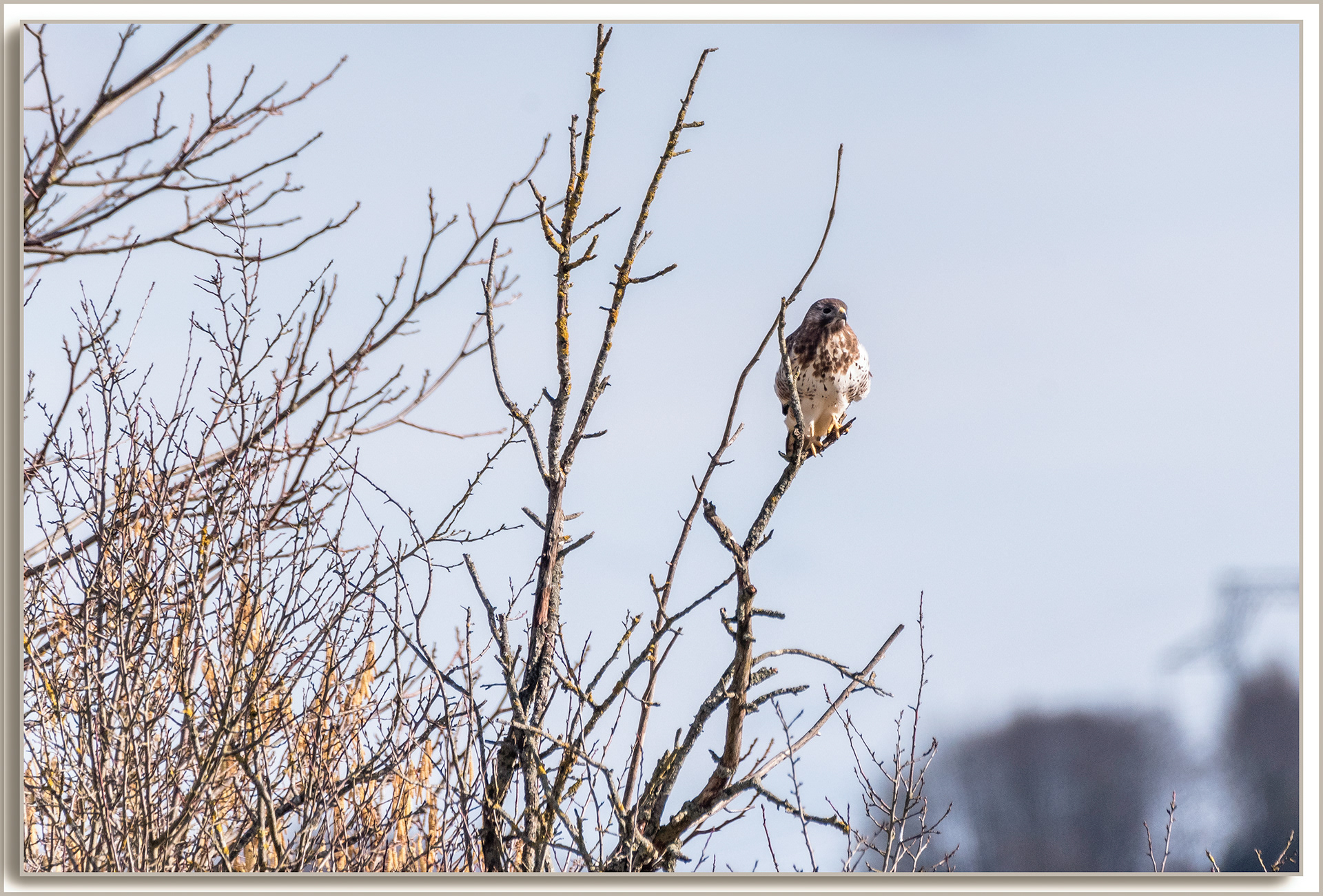 Buse variable - Buteo buteo