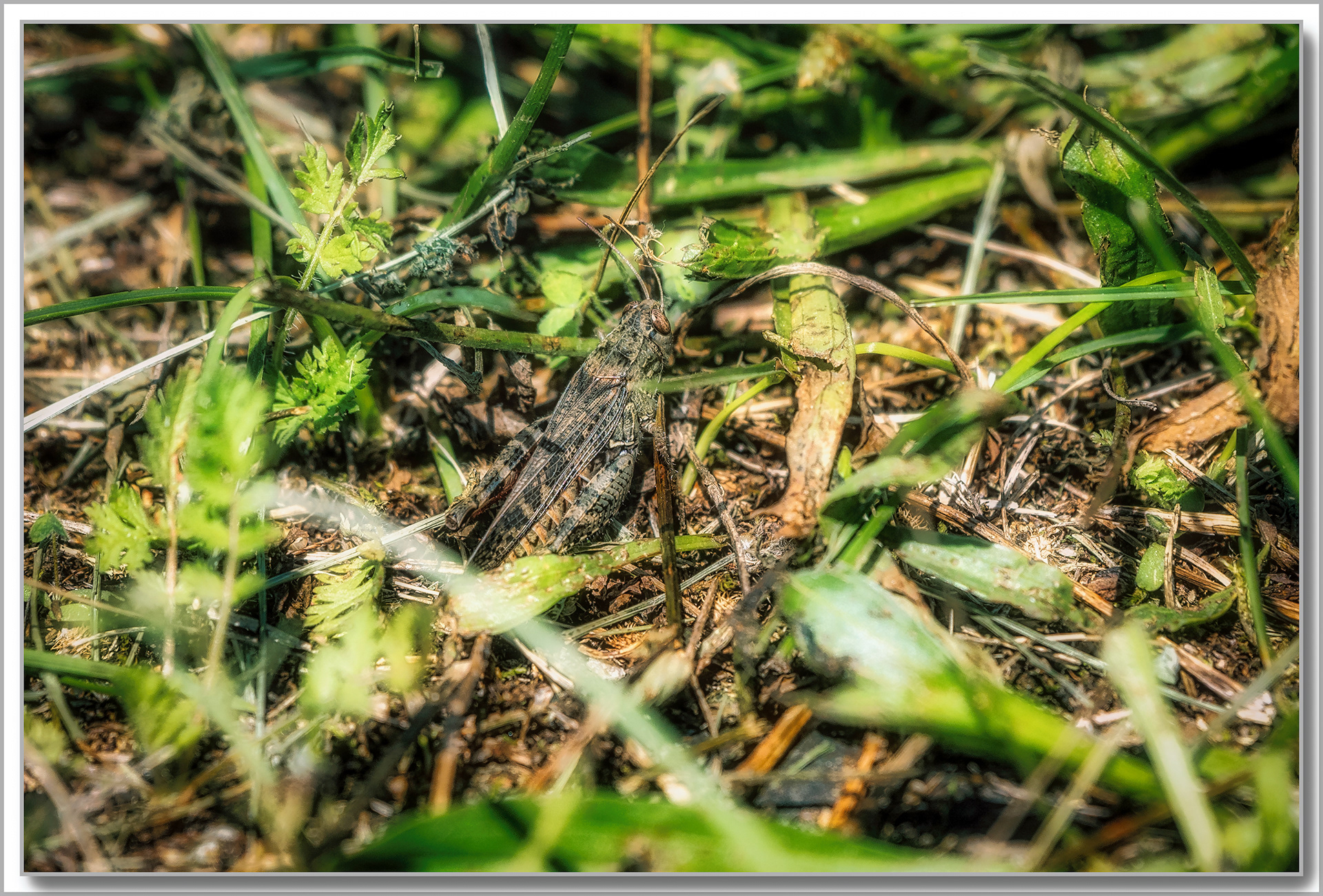 Criquet italien - Calliptamus italicus