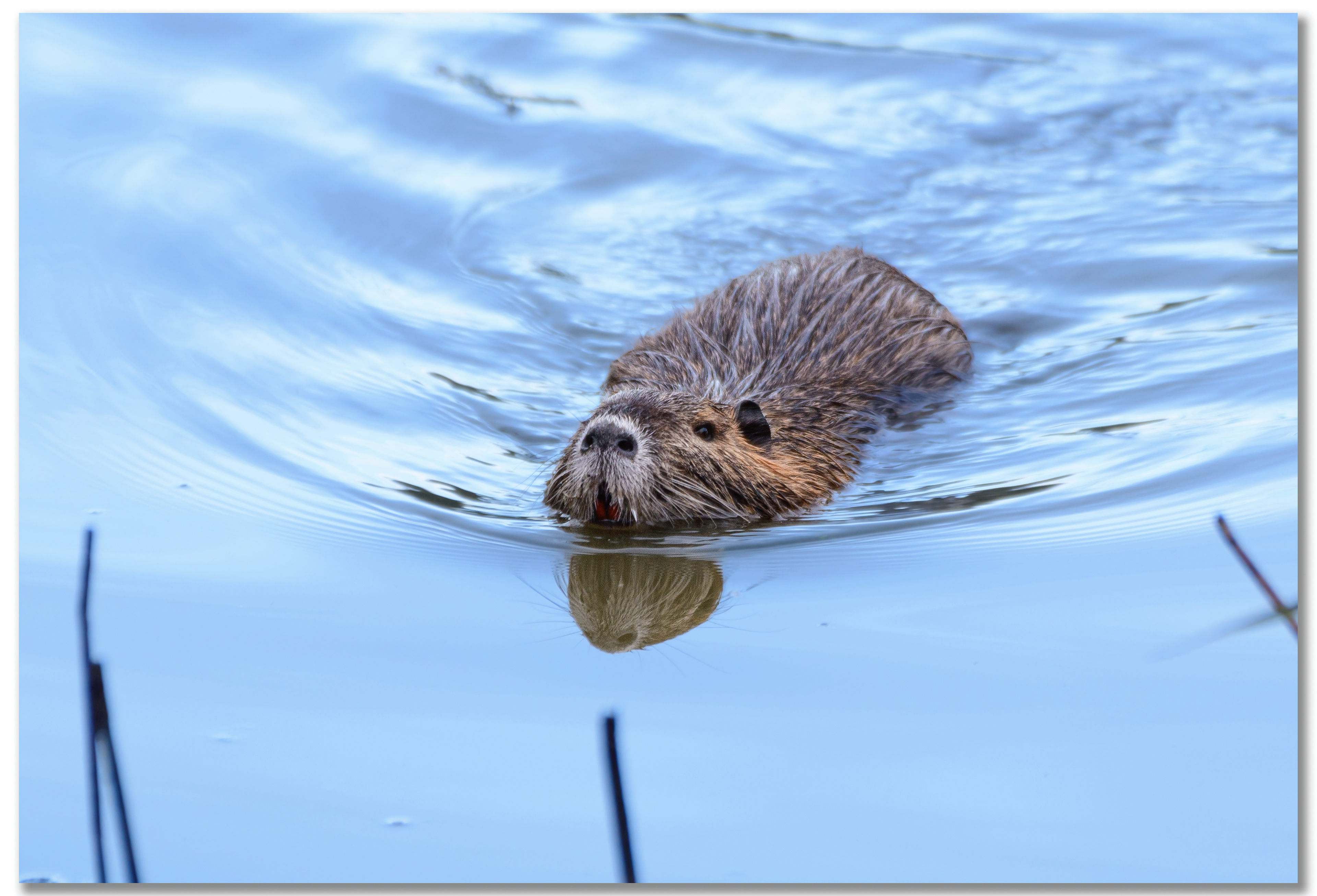 Ragondin - Myocastor Coypus