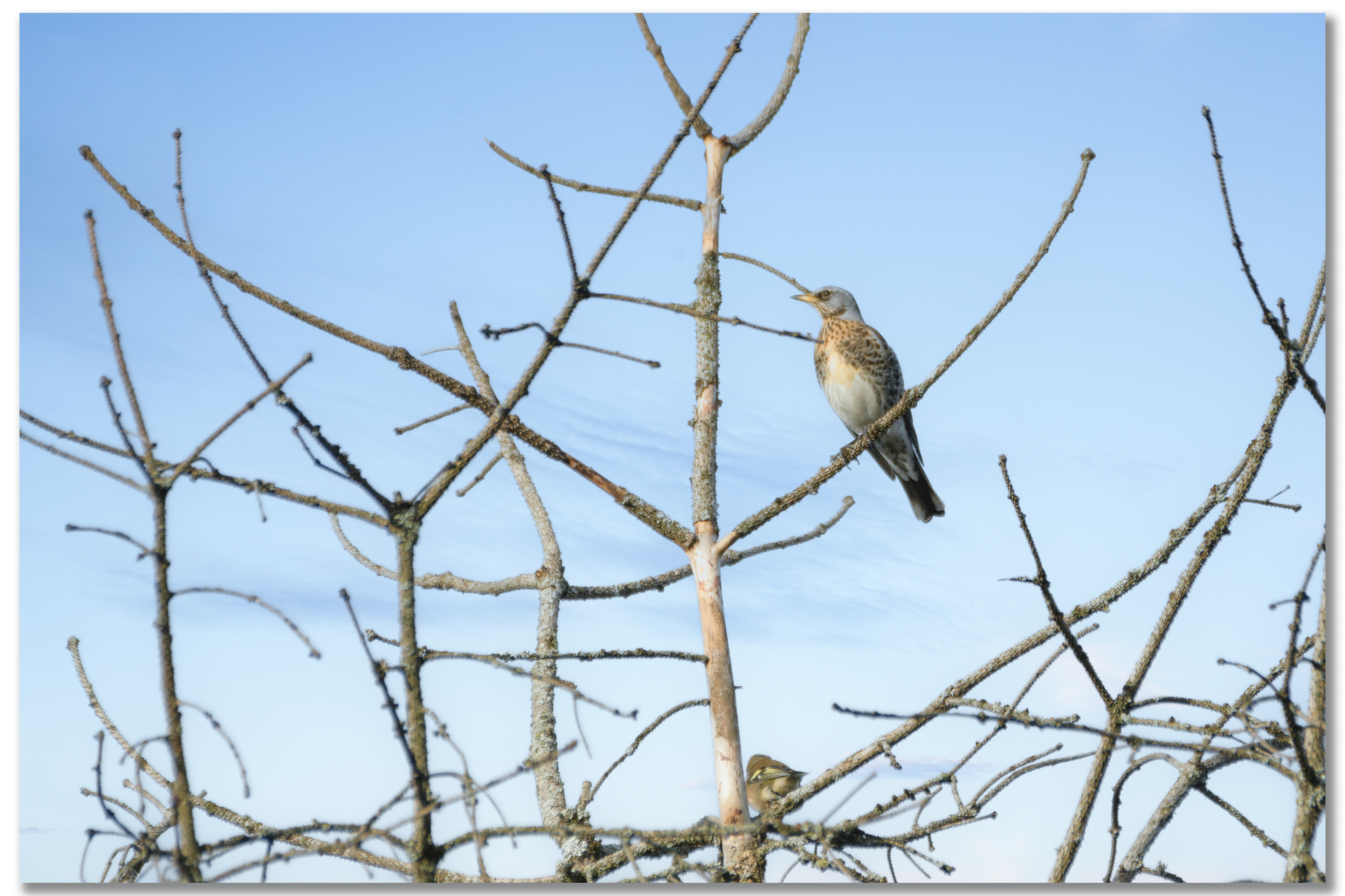 Grive litorne - Turdus pilaris
