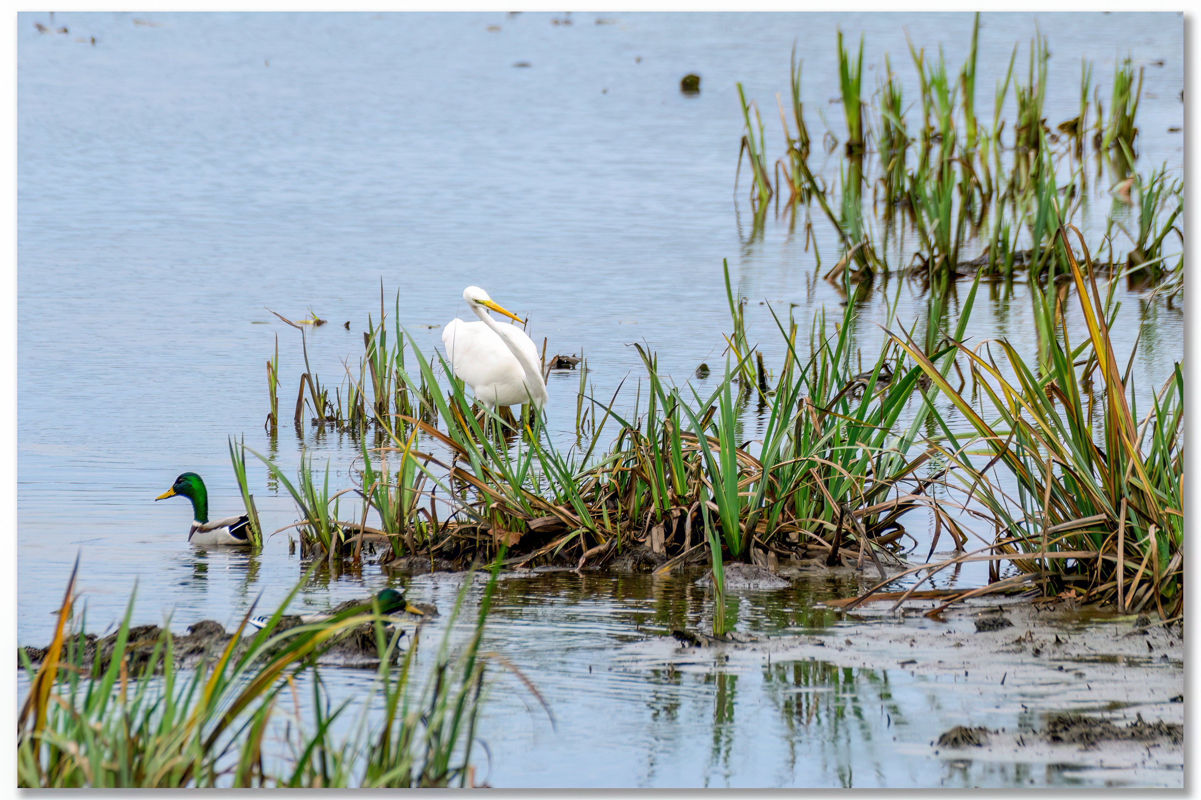 Grande aigrette - Ardea alba