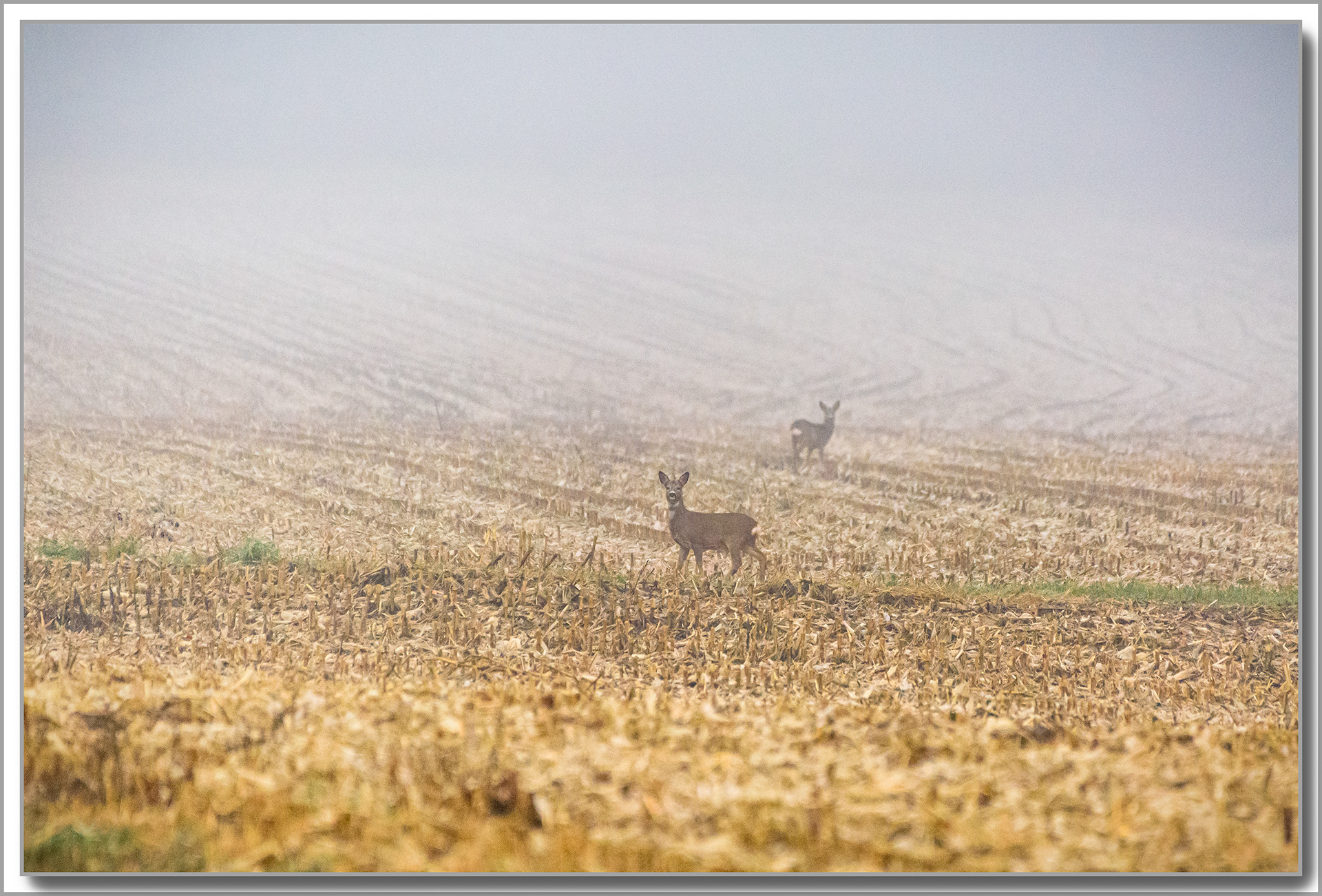 Chevreuil - Capreolus capréolus
