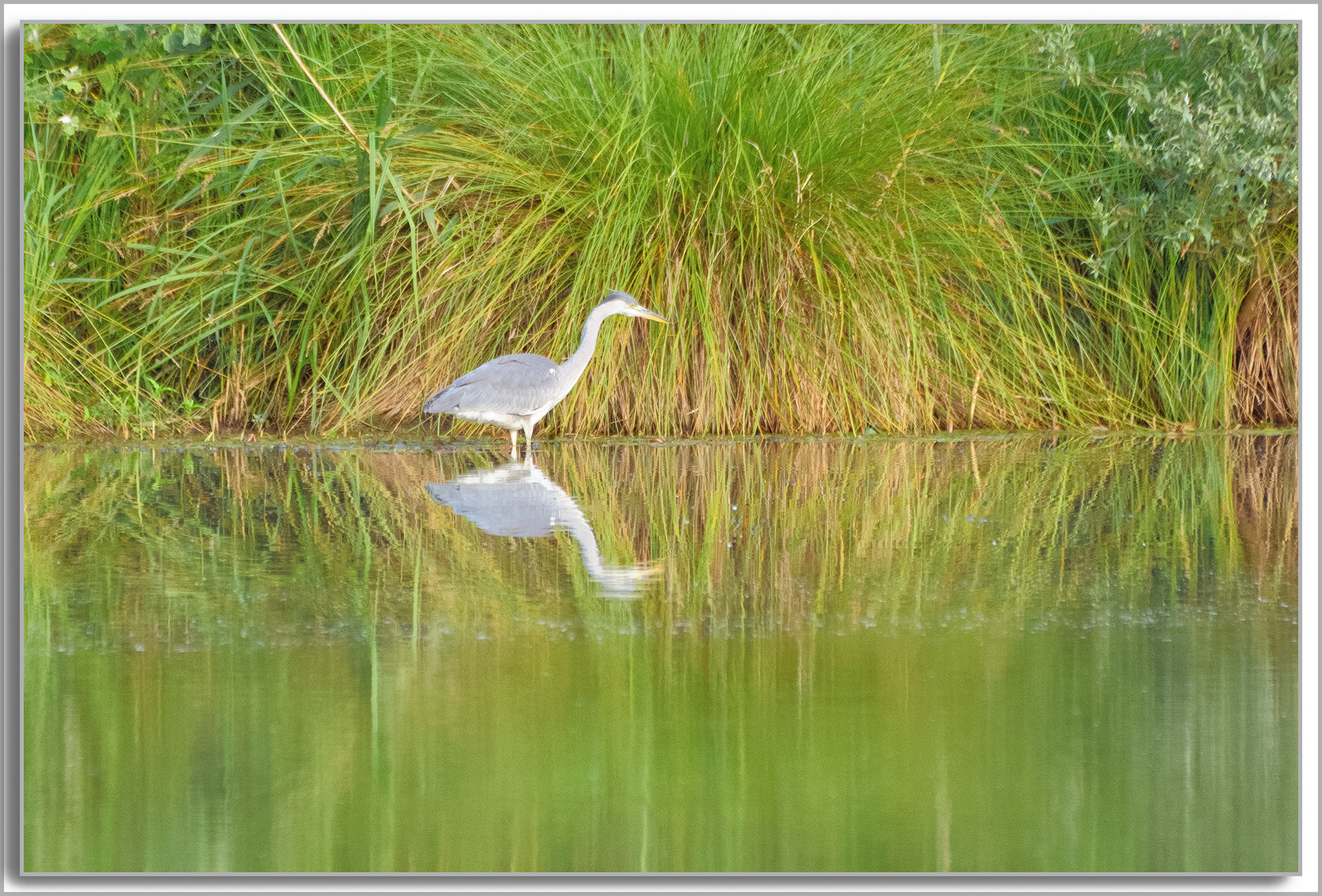 Héron cendré - Ardea Cinerea
