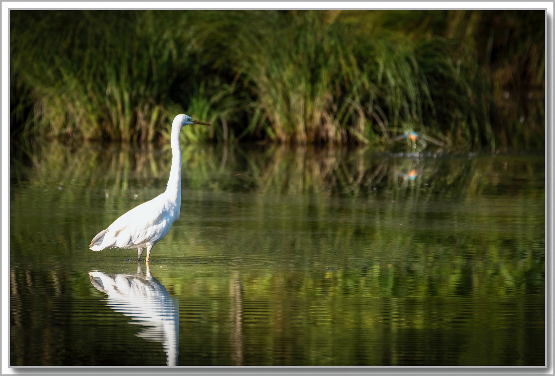 Grande Aigrette - Ardea Alba et Martin pêcheur d'Europe - Alcédo Atthis