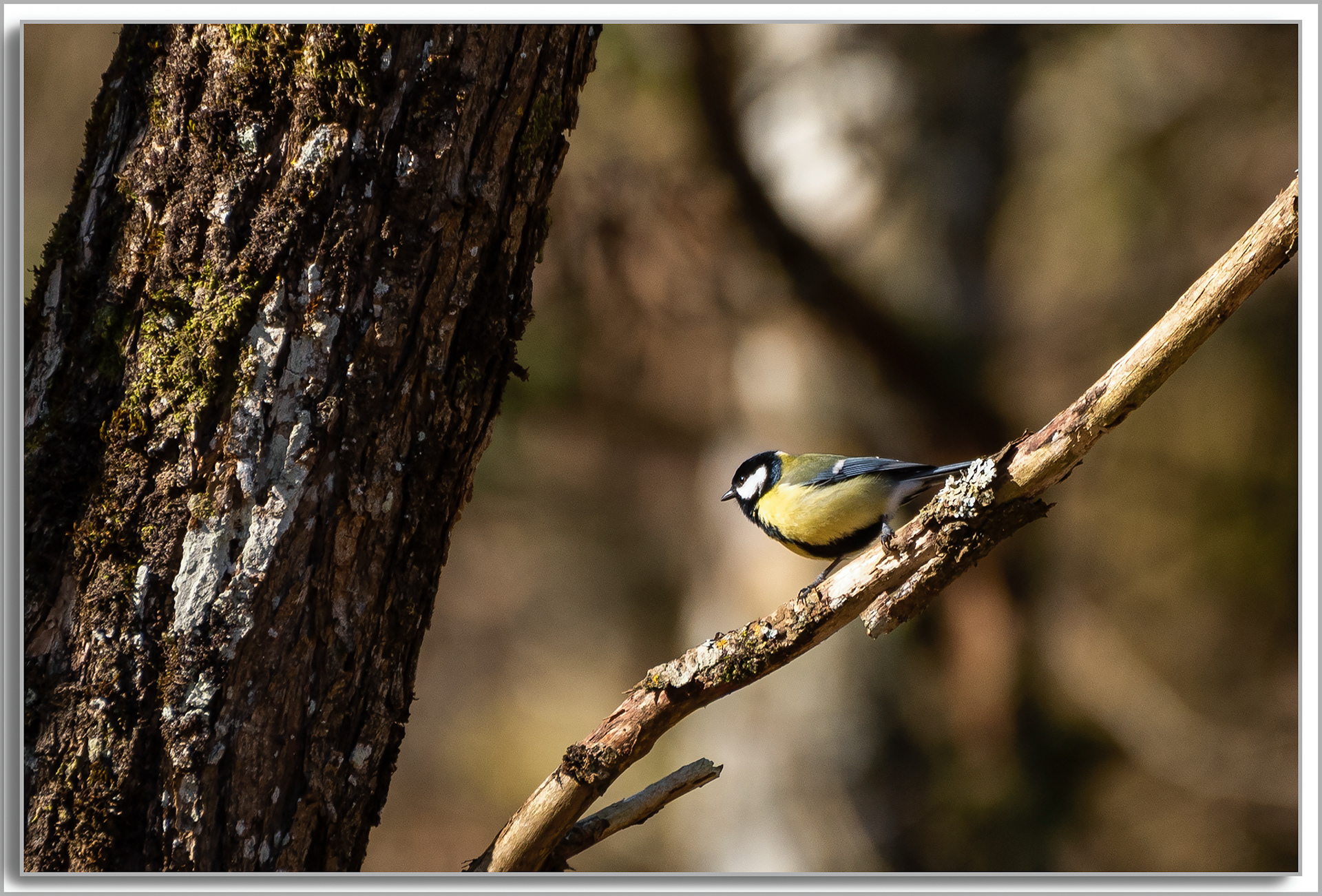Mésange charbonnière - Parus major