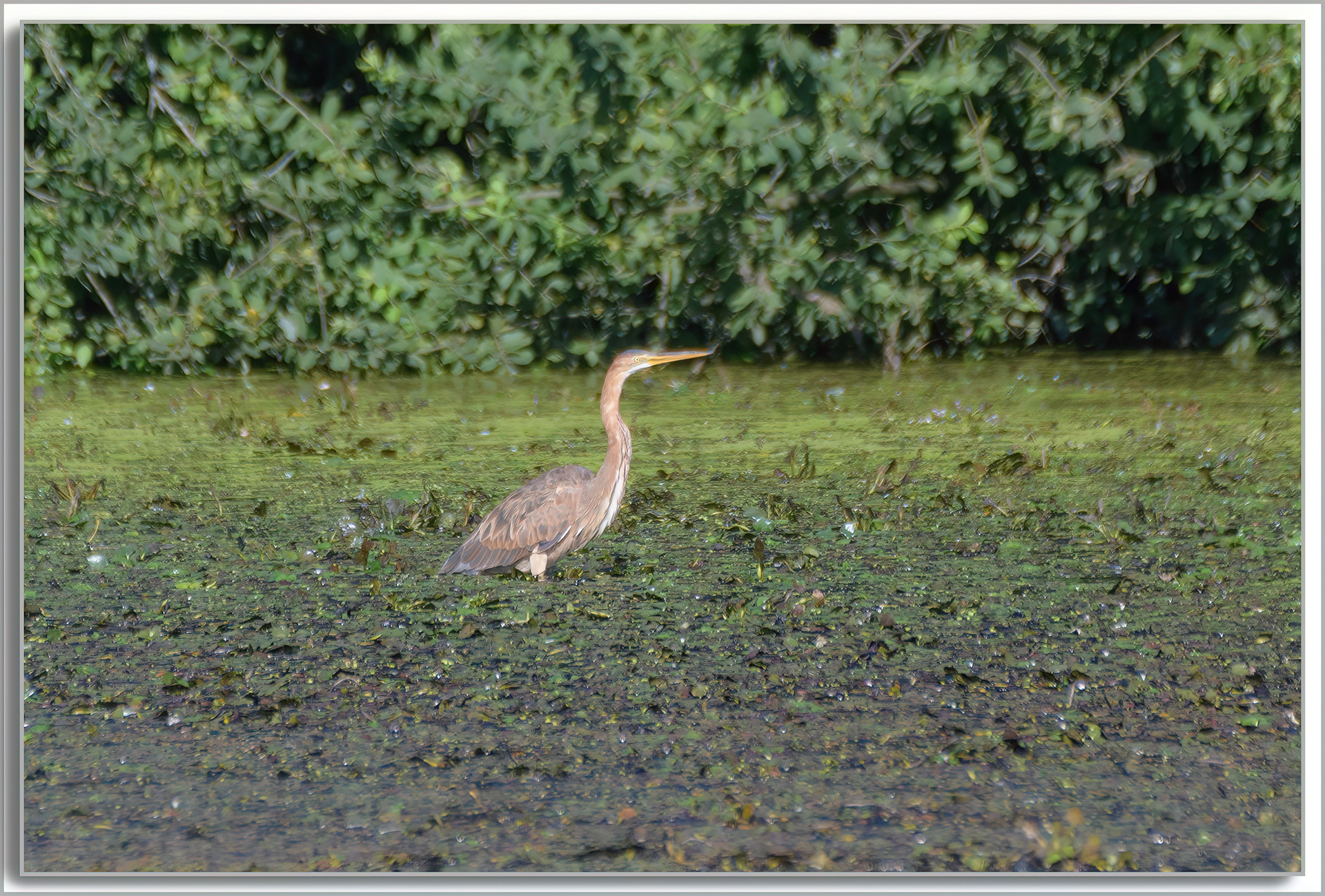 Héron pourpré - Ardea purpurea