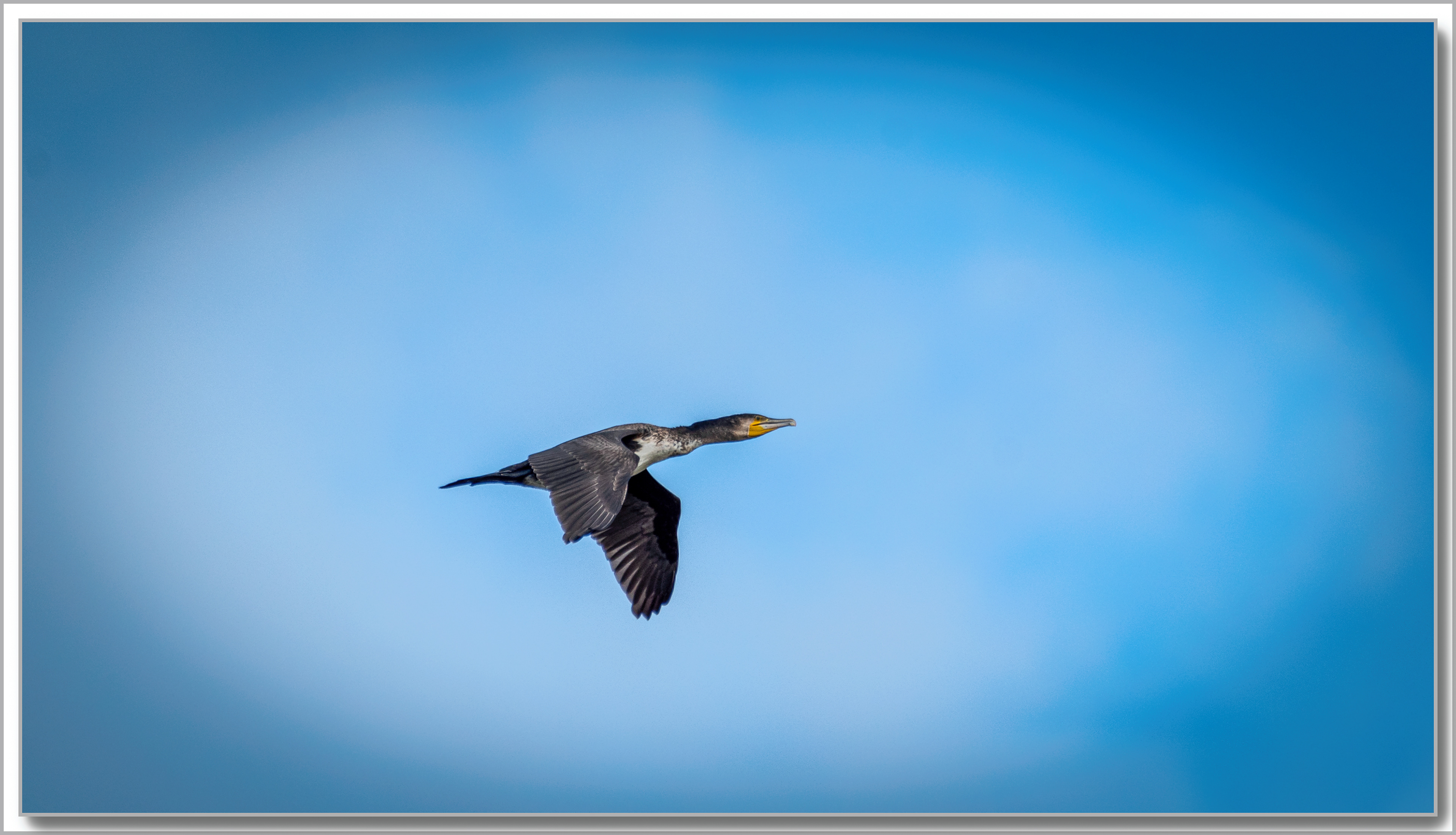 Grand Cormoran - Phalacrocorax carbo