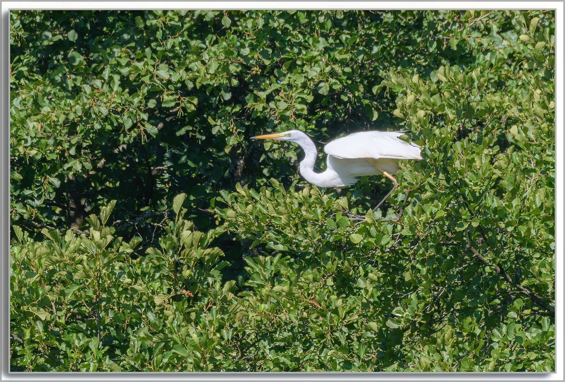 Grande Aigrette - Ardea Alba