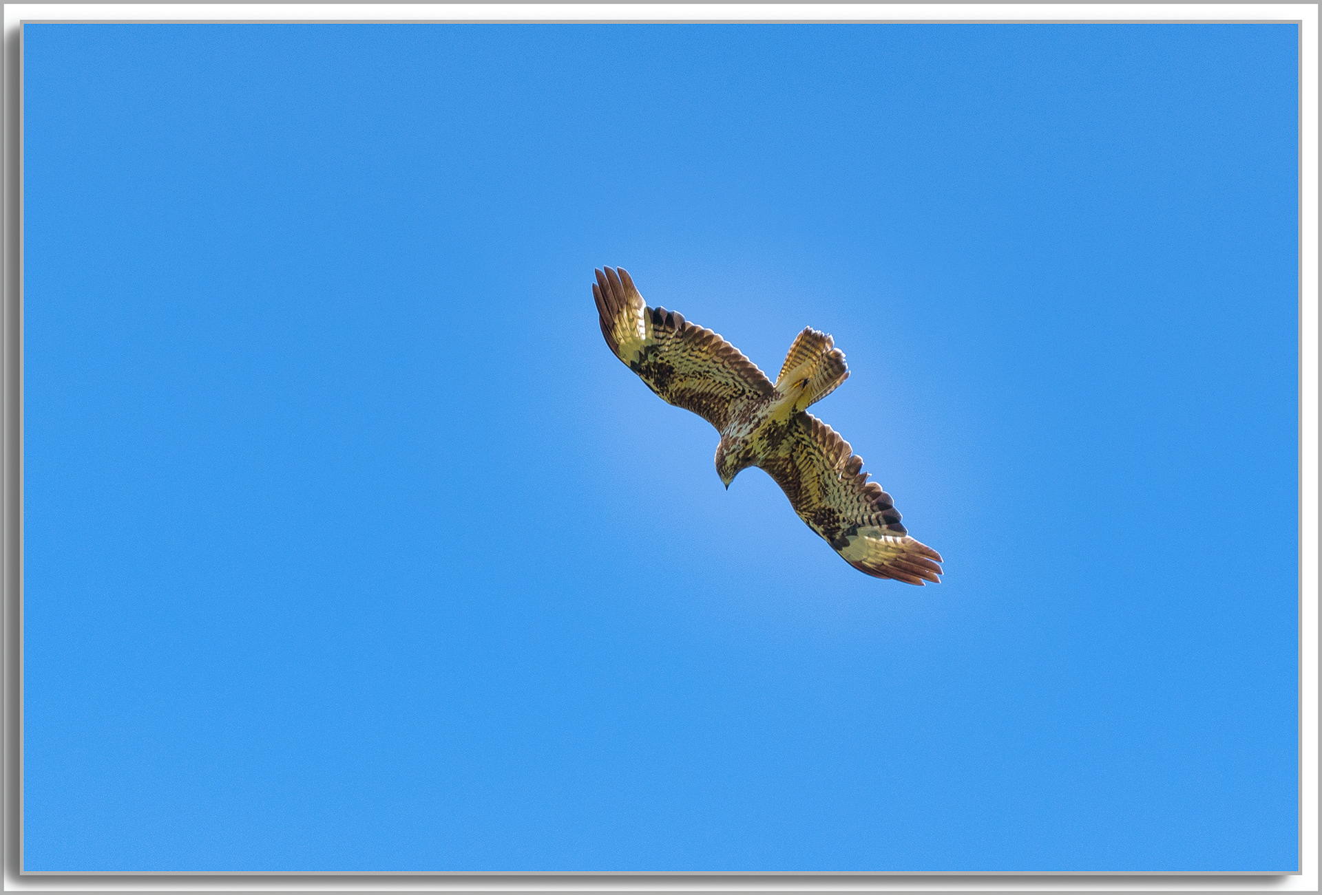 Buse variable - Buteo Buteo