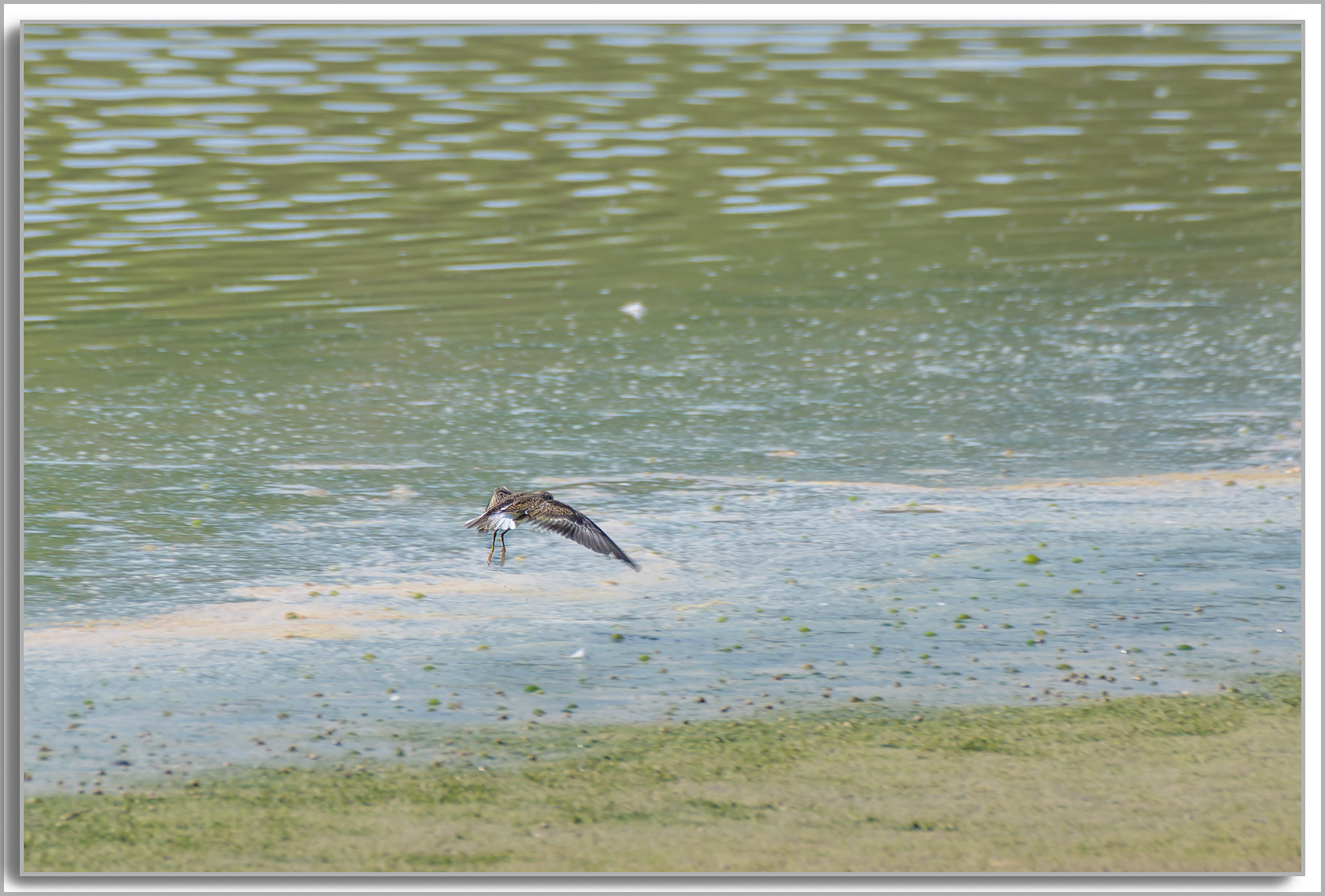 Bécasseau de Temminck - Calidris temminckii