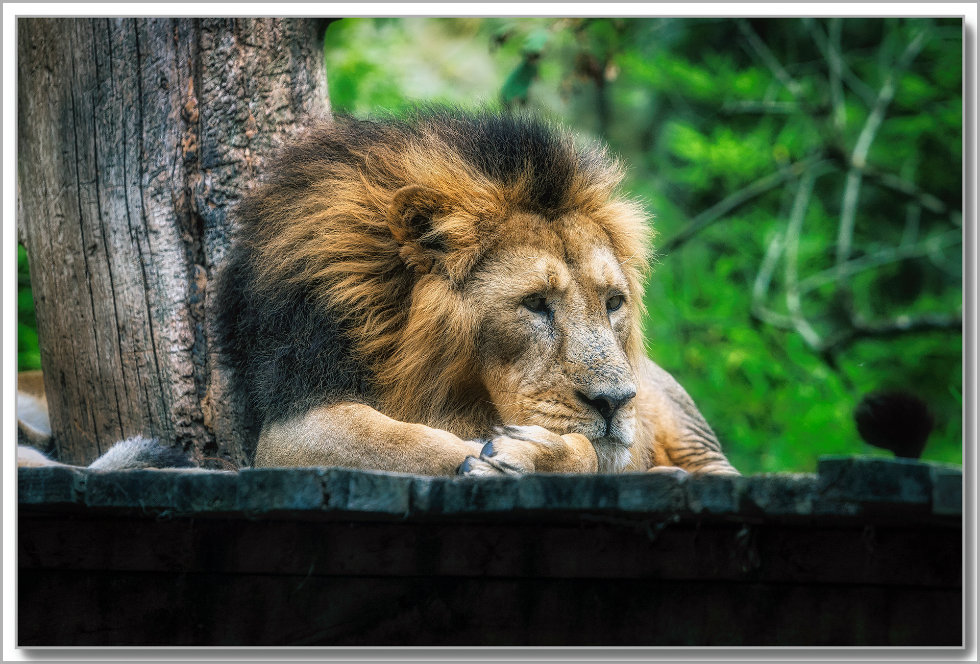 Lion - Panthera leo