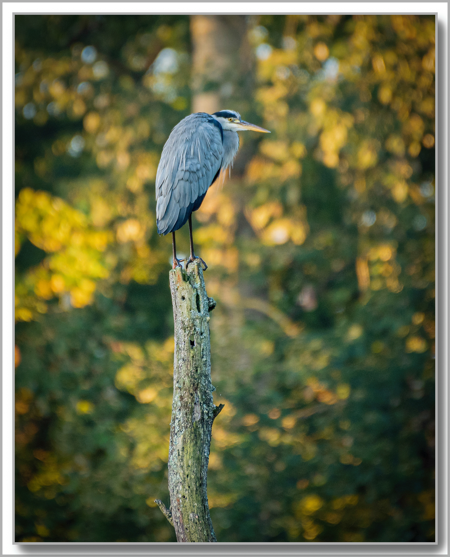 Héron cendré - Ardea cinerea