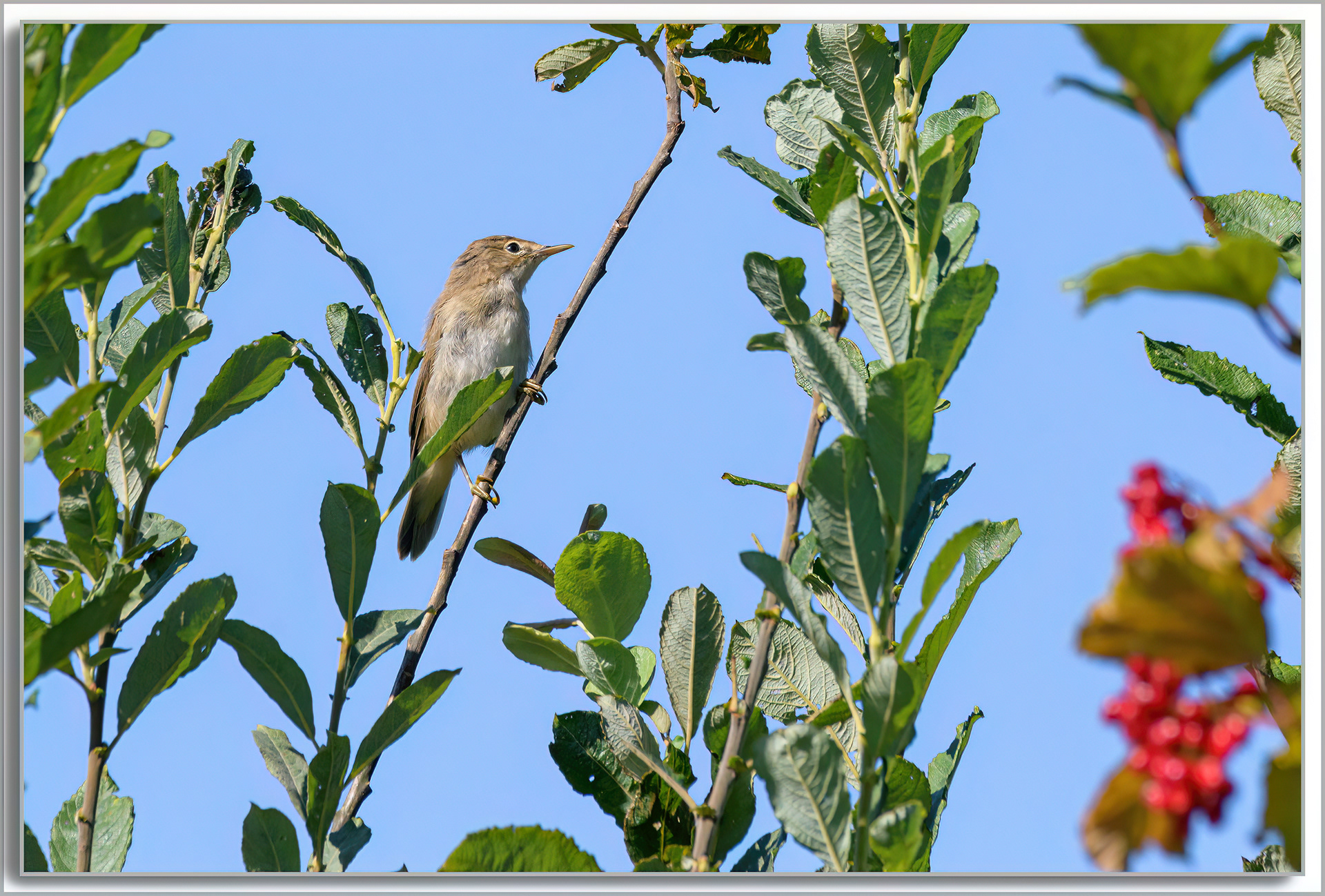 Rousserolle effarvatte - Acrocephalus scirpaceus
