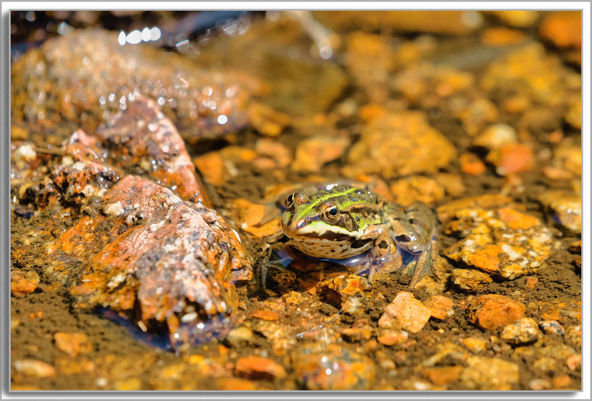 Grenouille comestible - Pelophylax kl. esculentus