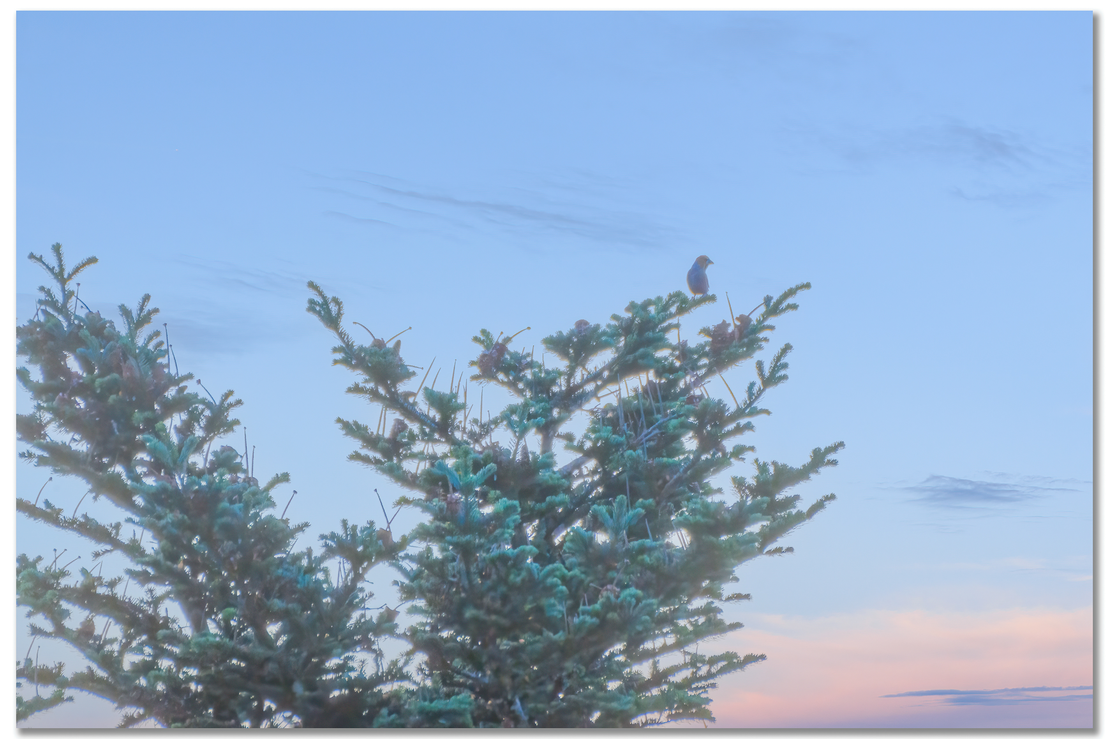 Grosbec casse-noyaux - Coccothraustes coccothraustes