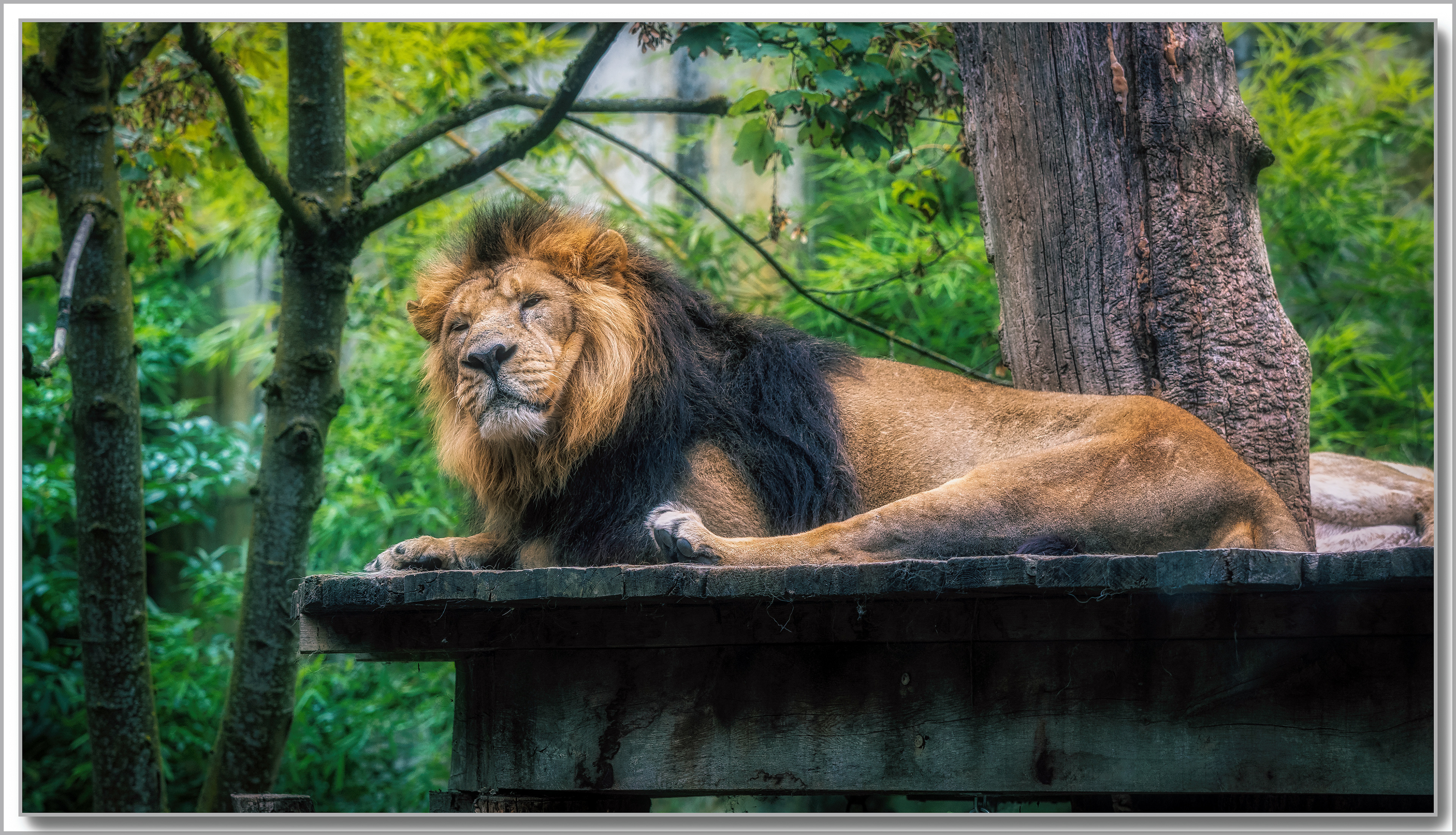 Lion - Panthera leo