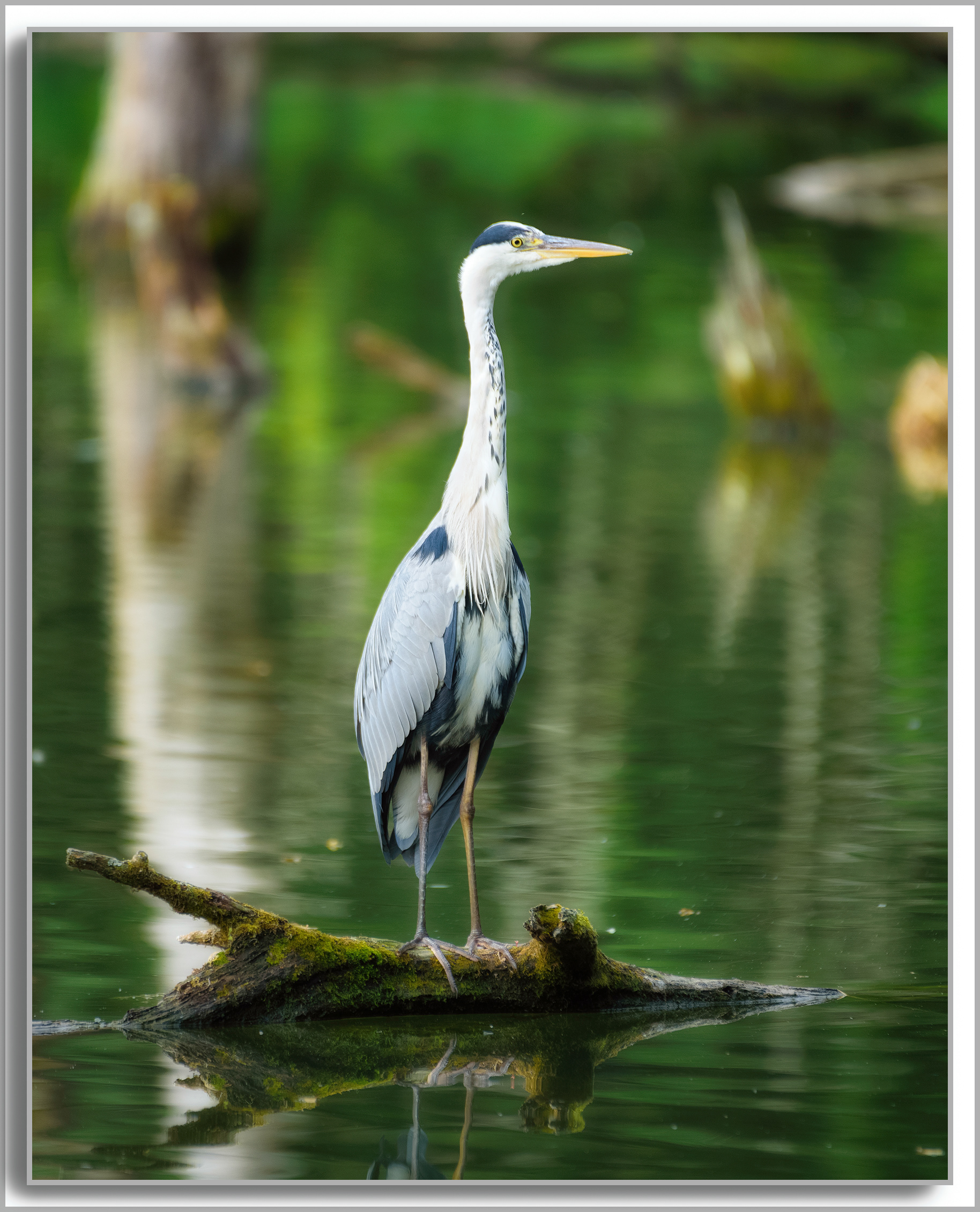 Héron cendré - Ardea Cinerea